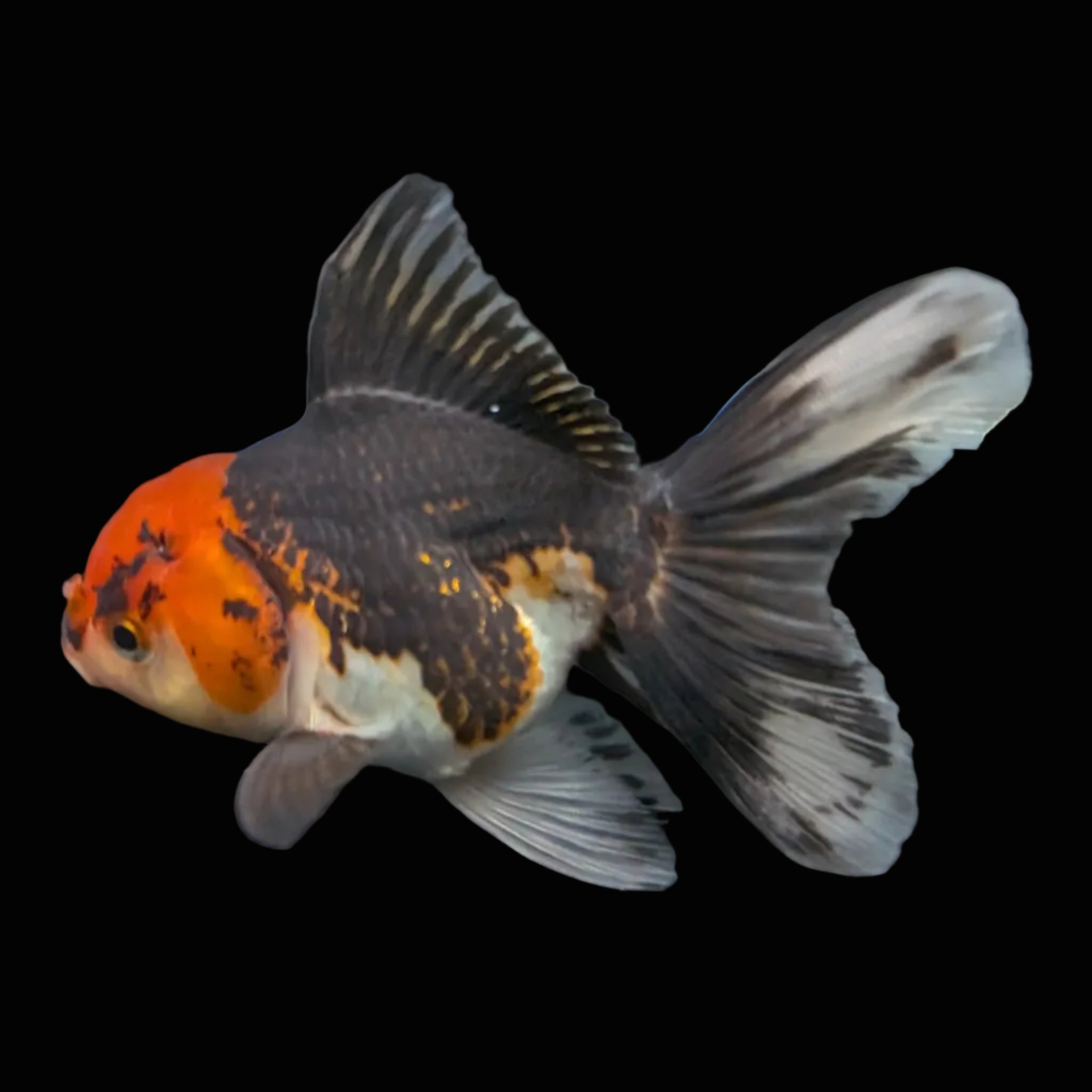 Thai Juvenile Oranda Tricolor 3.5"-4"in.  ID#724T1A-021