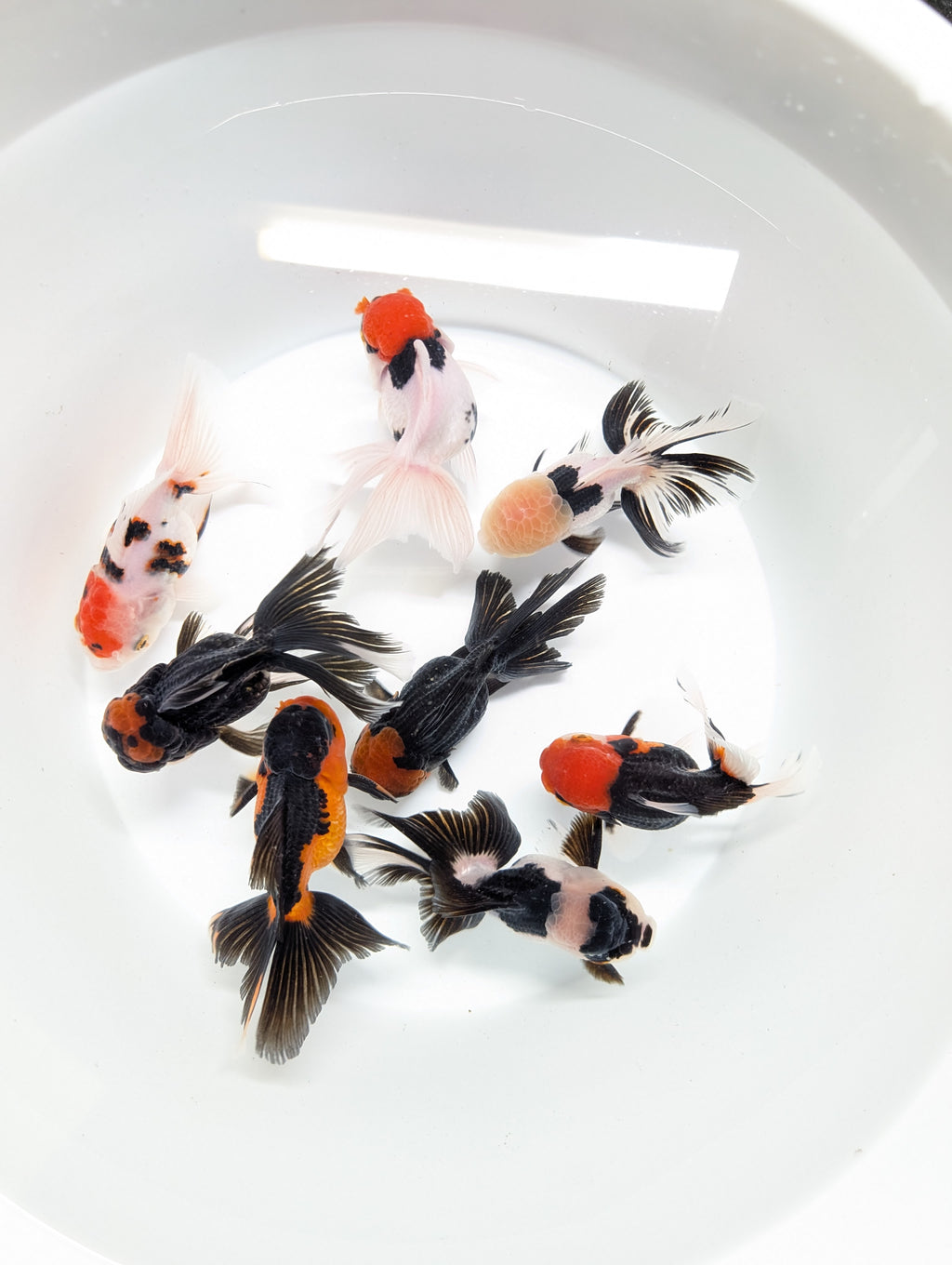 Thai Oranda White Tiger Calico 4"-4.5"in.  ID#1016T1A-002