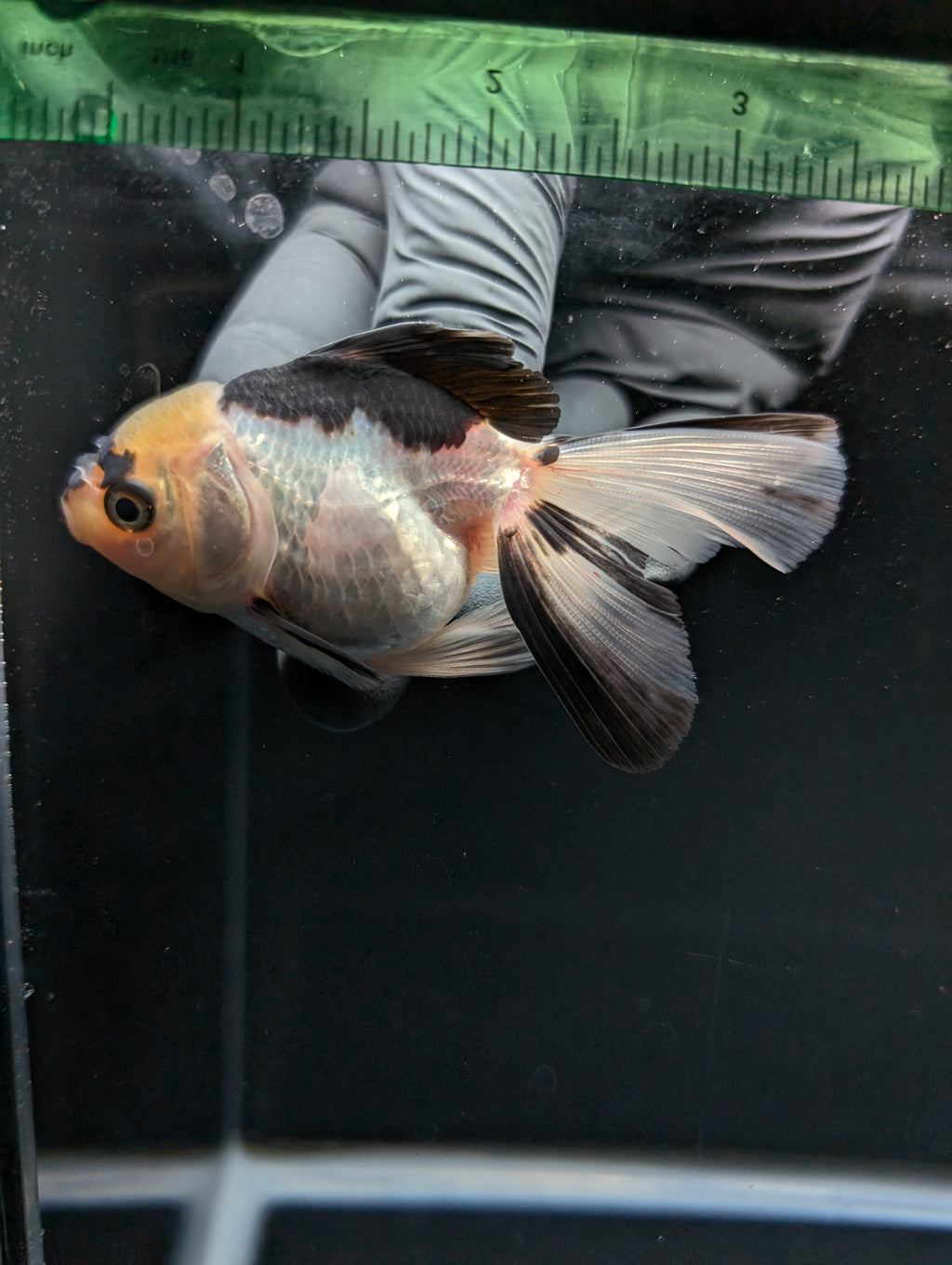 Juvenile Thai Oranda Panda 3"in.  ID#814T1A-007 Please See Notes.