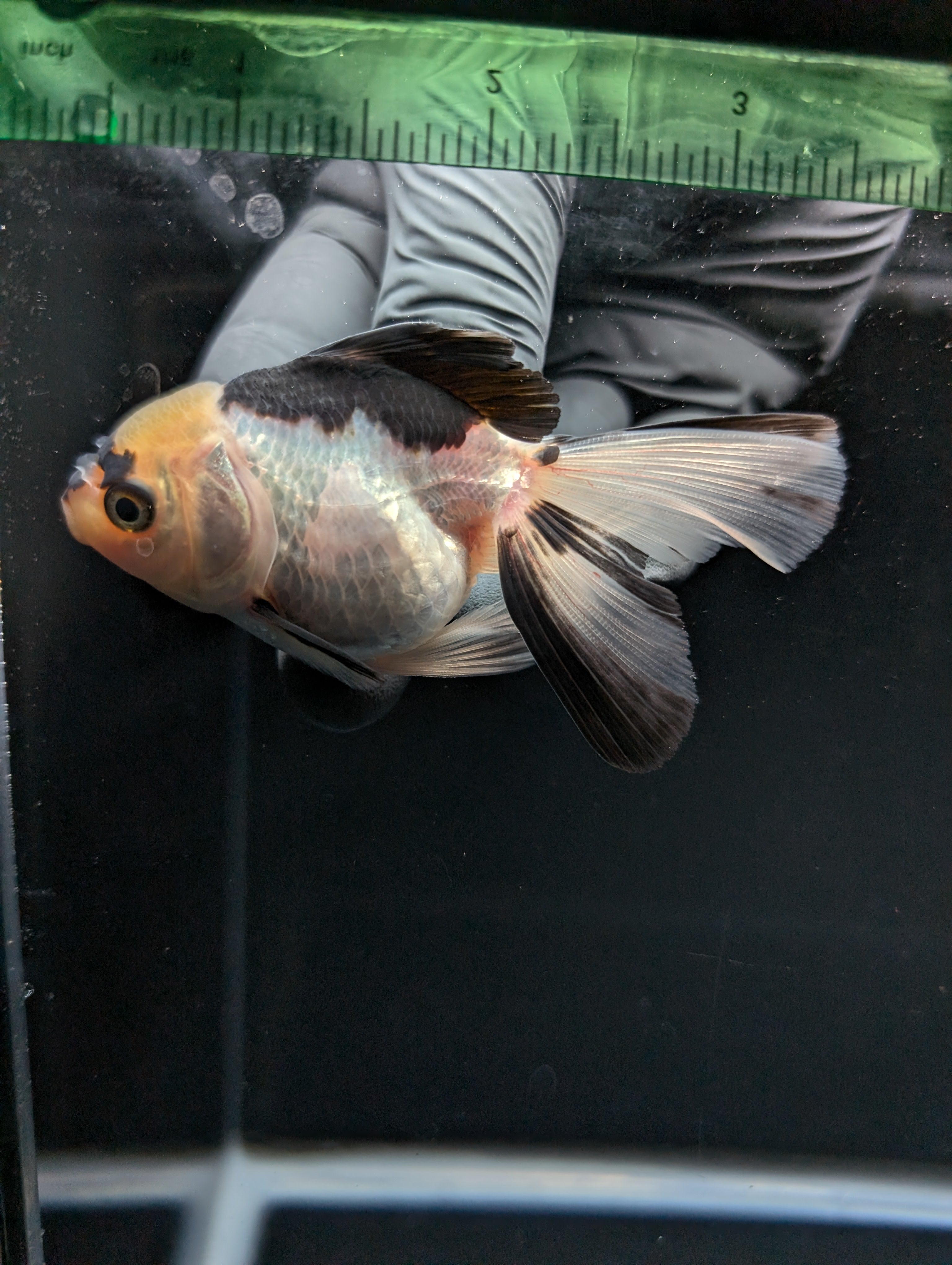 Juvenile Thai Oranda Panda 3"in.  ID#814T1A-007 Please See Notes.