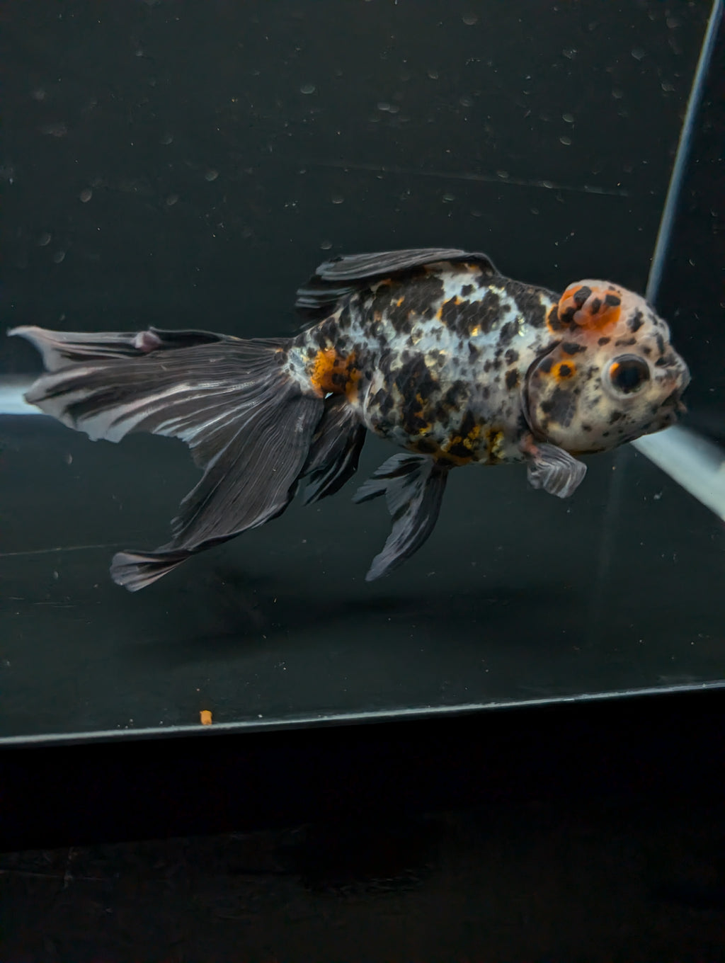 Calico Oranda 4.5"-5"in. ID#911LB2A-004