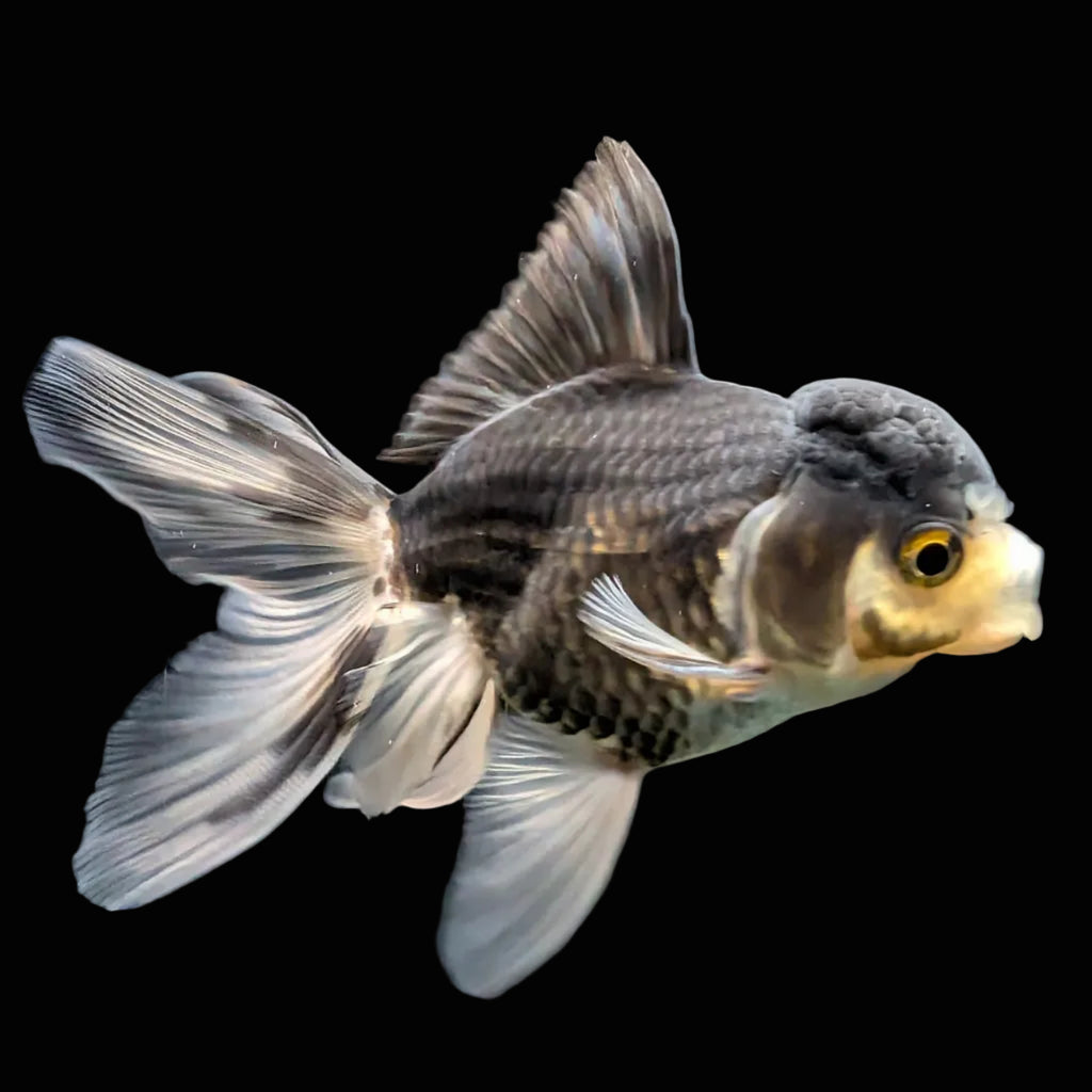 Thai Juvenile Oranda Panda 3.5"-4"in.  ID#724T1A-027
