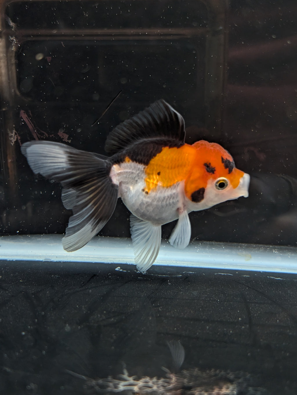 Juvenile Oranda Tricolor 3.5"-4" in.  ID#410T8A-017