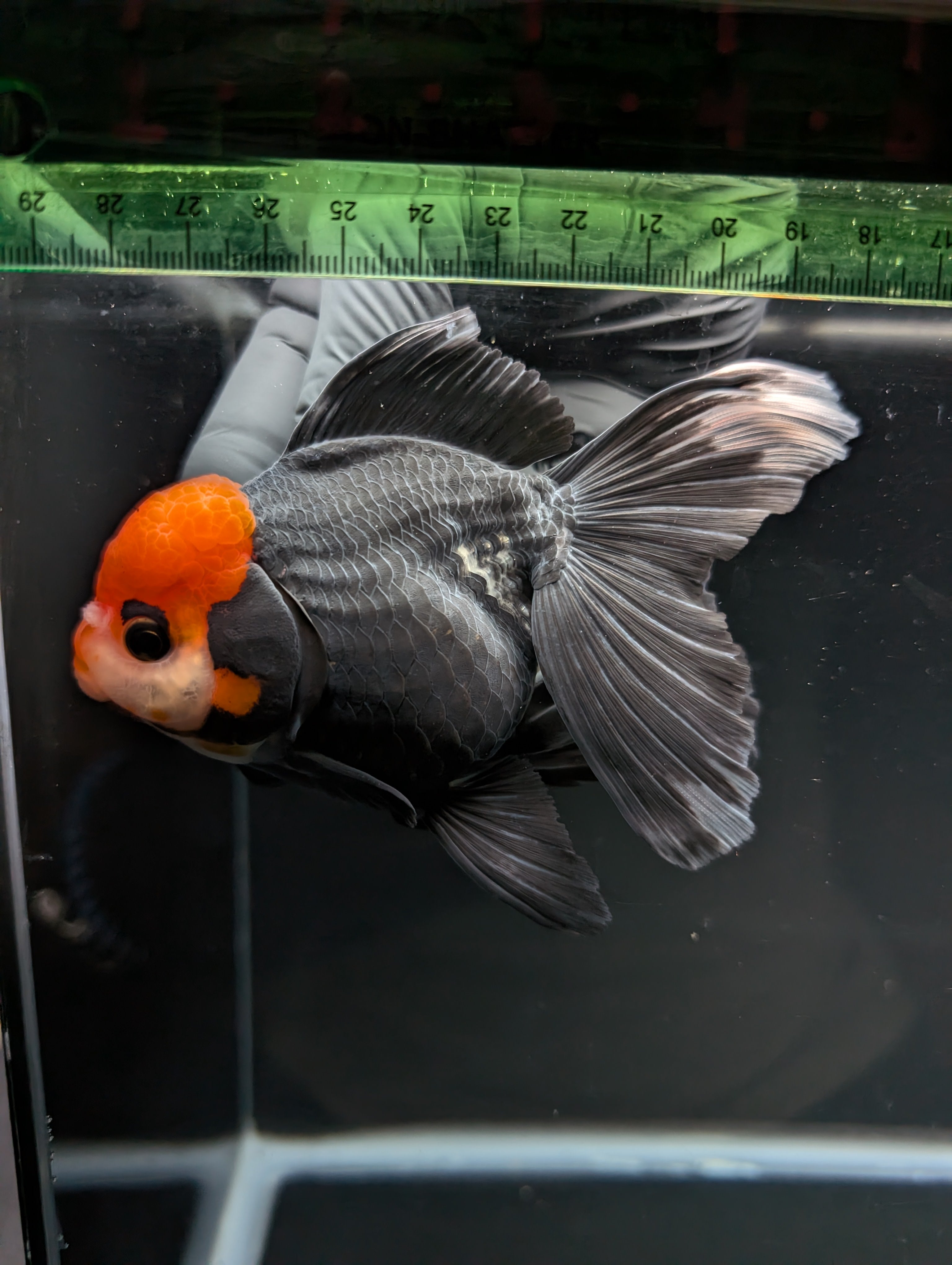 Thai Oranda Tricolor  4.5"-5"  ID#718T5B-004