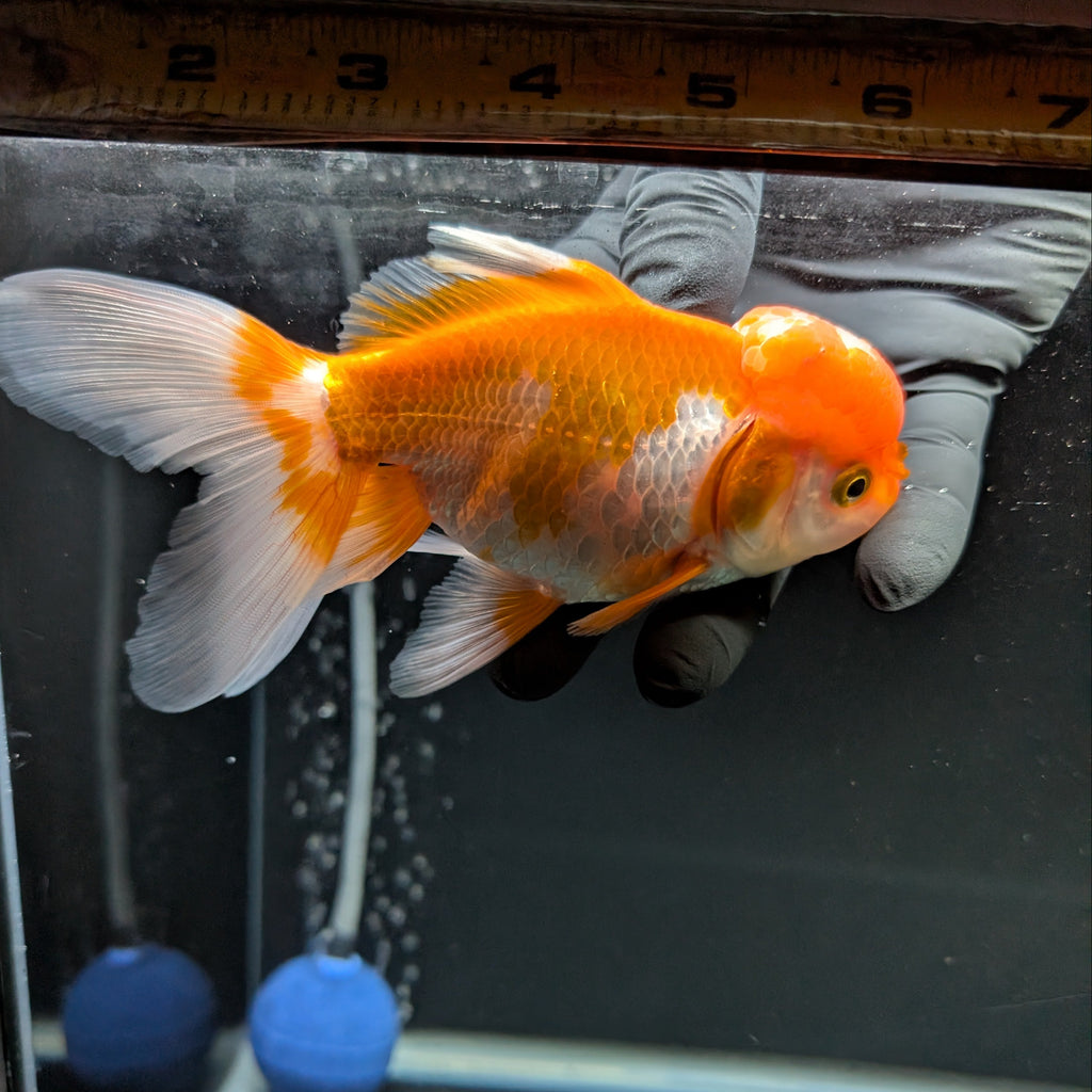 Jumbo Oranda Red White 6.5"-7"in.  ID#522T4B-003