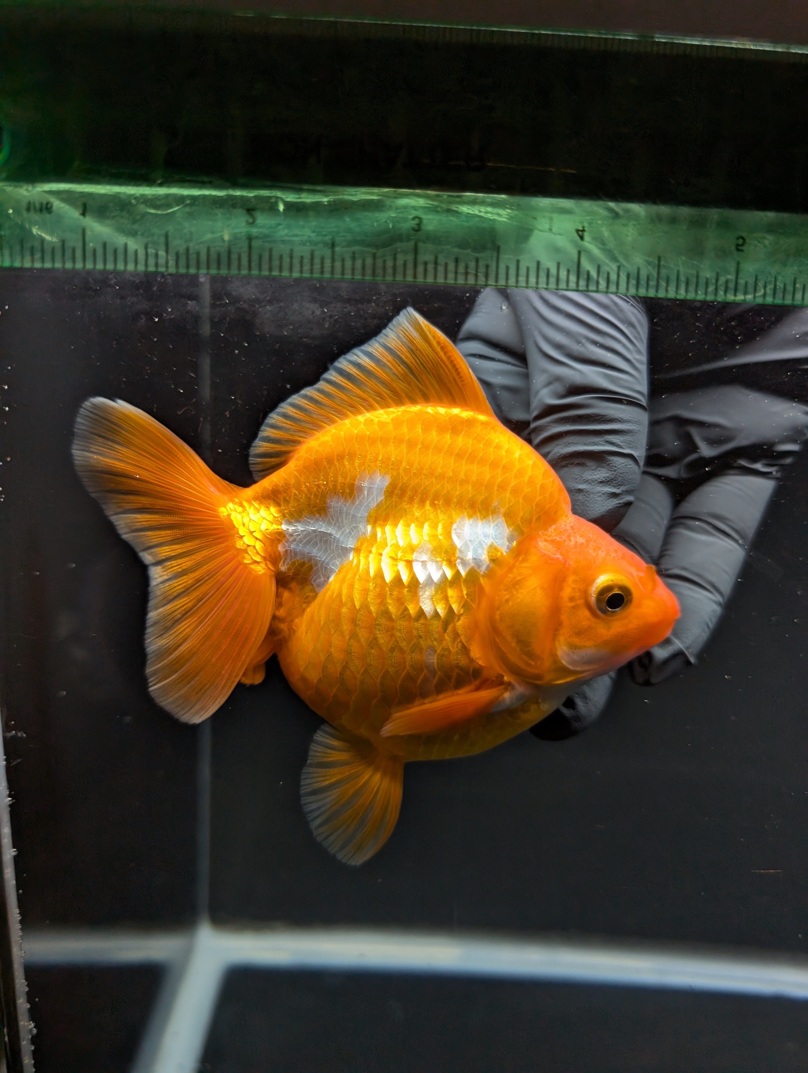 Jumbo Ryukin Short Tail Red White 4.5" in. ID#828STR5B-002