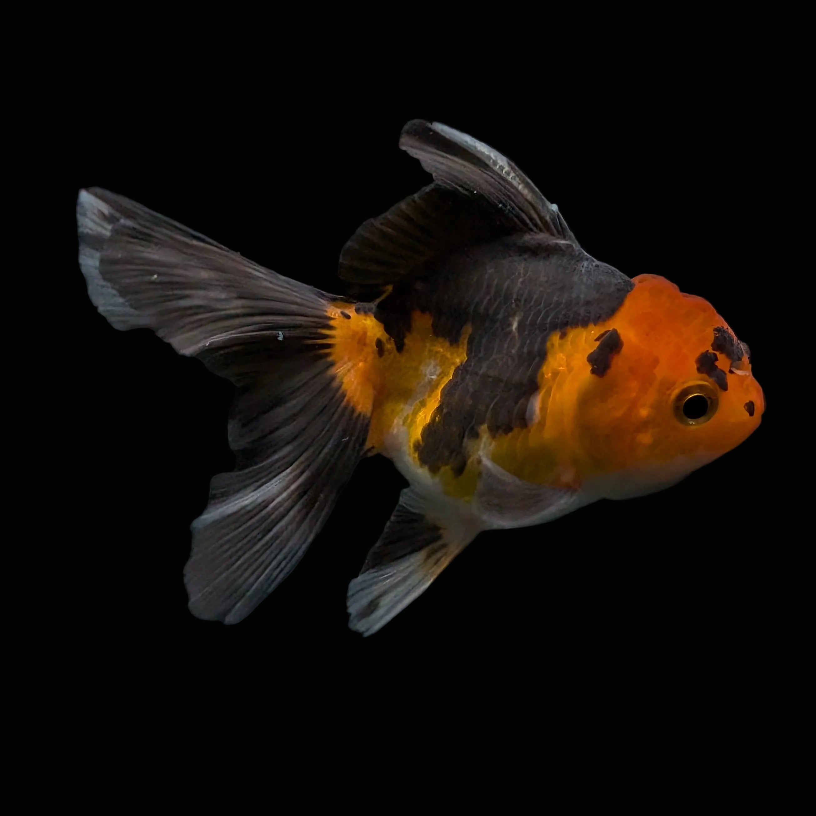 Thai Juvenile Oranda Tricolor 3"-3.5" in.  ID#626T1A-006