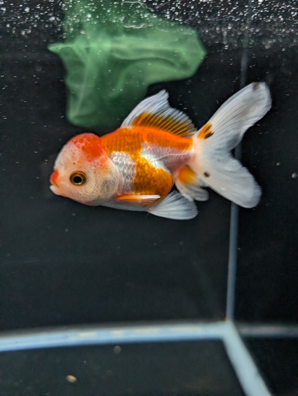 Juvenile Oranda  Red White 3"-3.5"in.  ID#619T1A-010