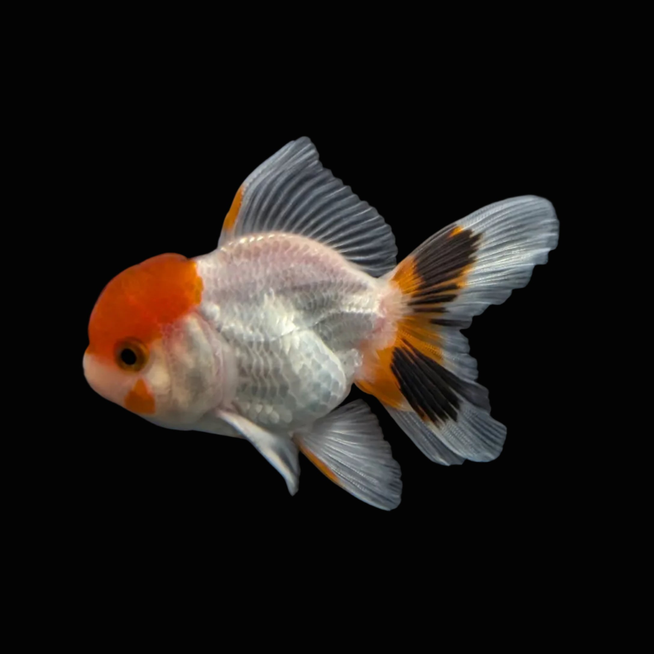 Juvenile Oranda Red Cap 3.5"-4" in.  ID#320T13b-005