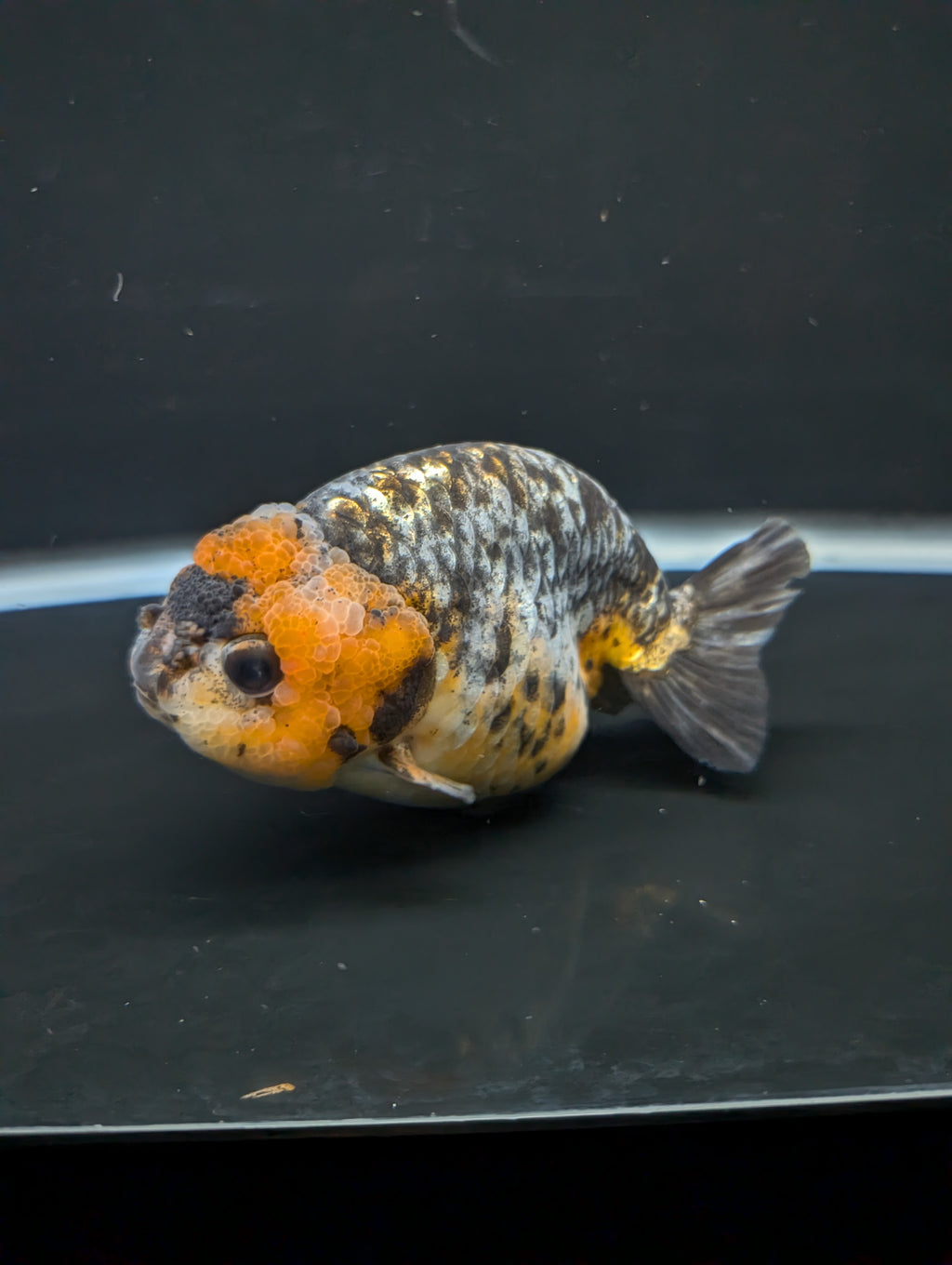 Jumbo Ranchu Kirin Calico 4.5"-5" in. ID#828R8A-051