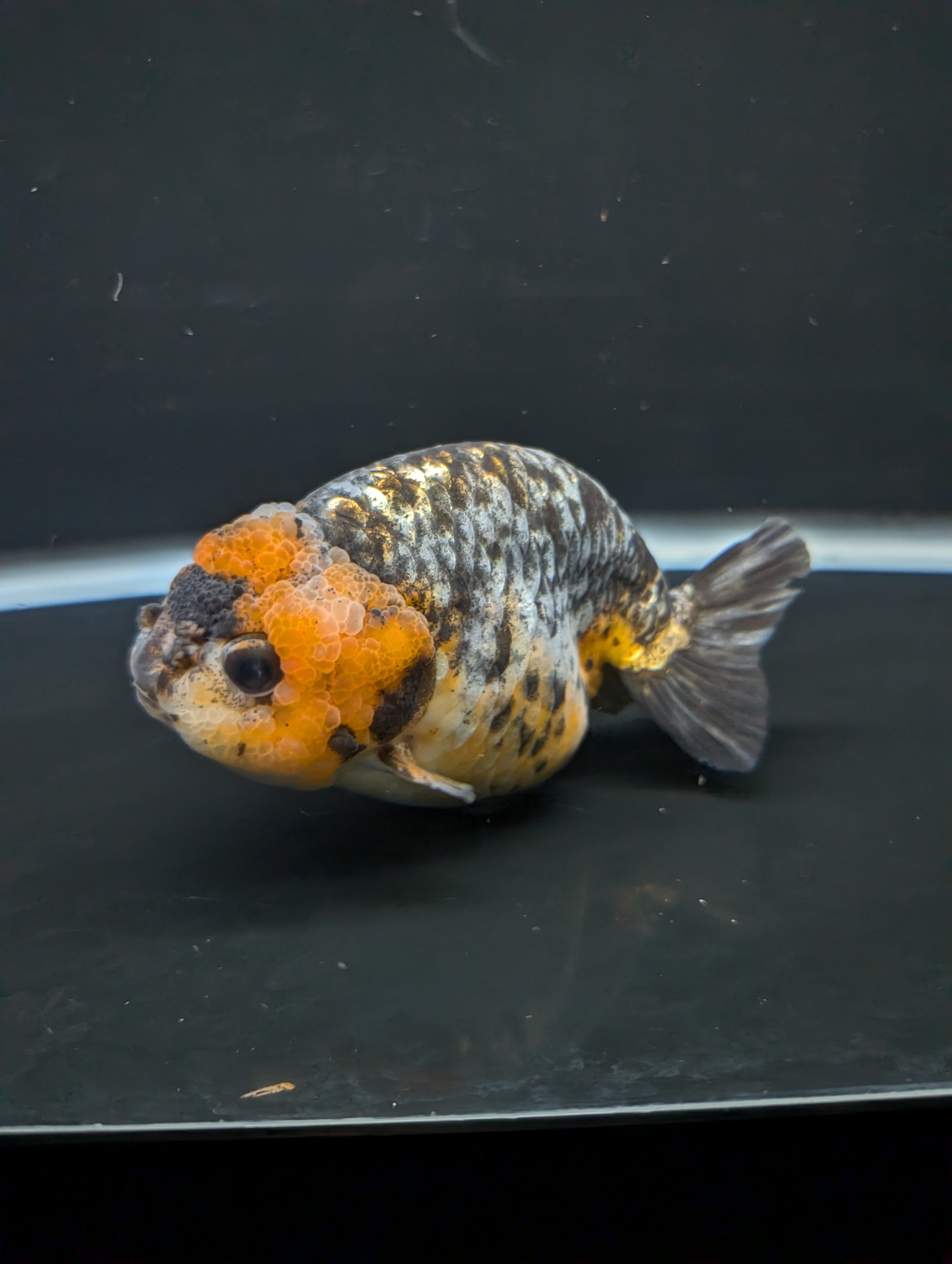 Jumbo Ranchu Kirin Calico 4.5"-5" in. ID#828R8A-051