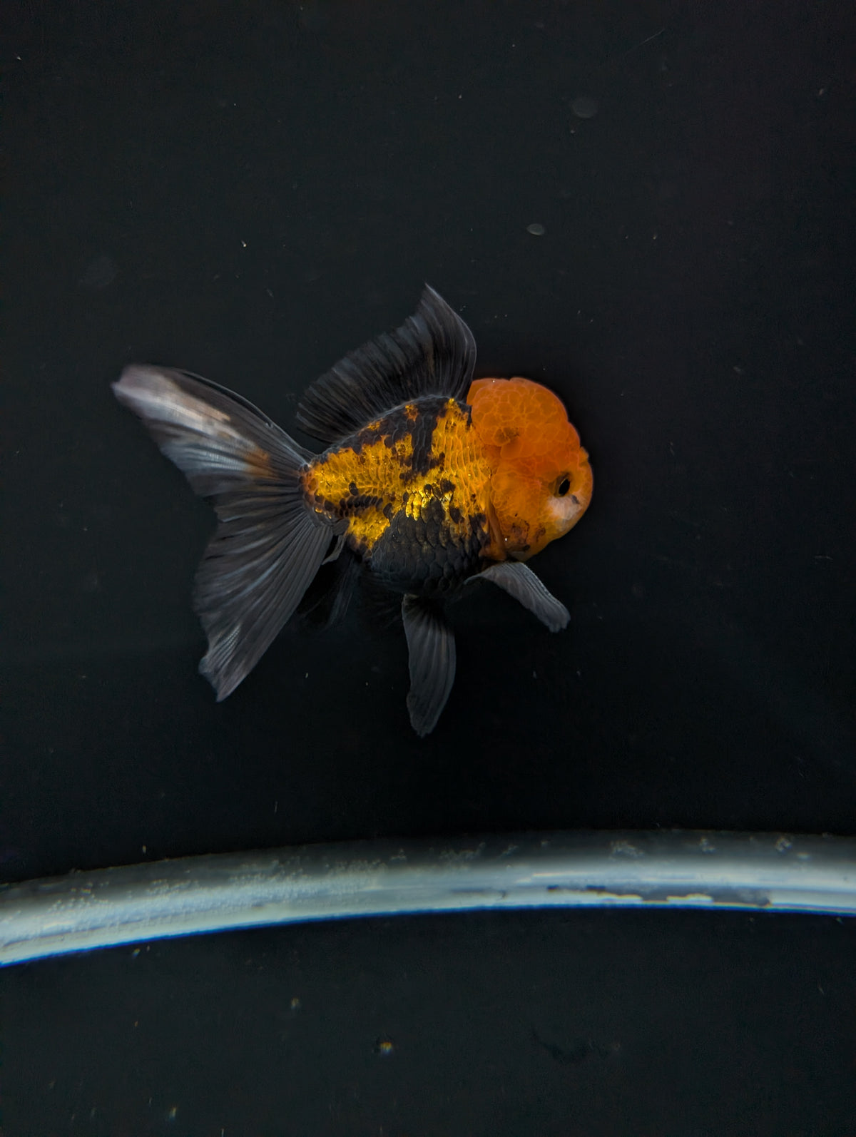 Thai Oranda Tricolor 4"-4.5"in.  ID#1023T1A-027