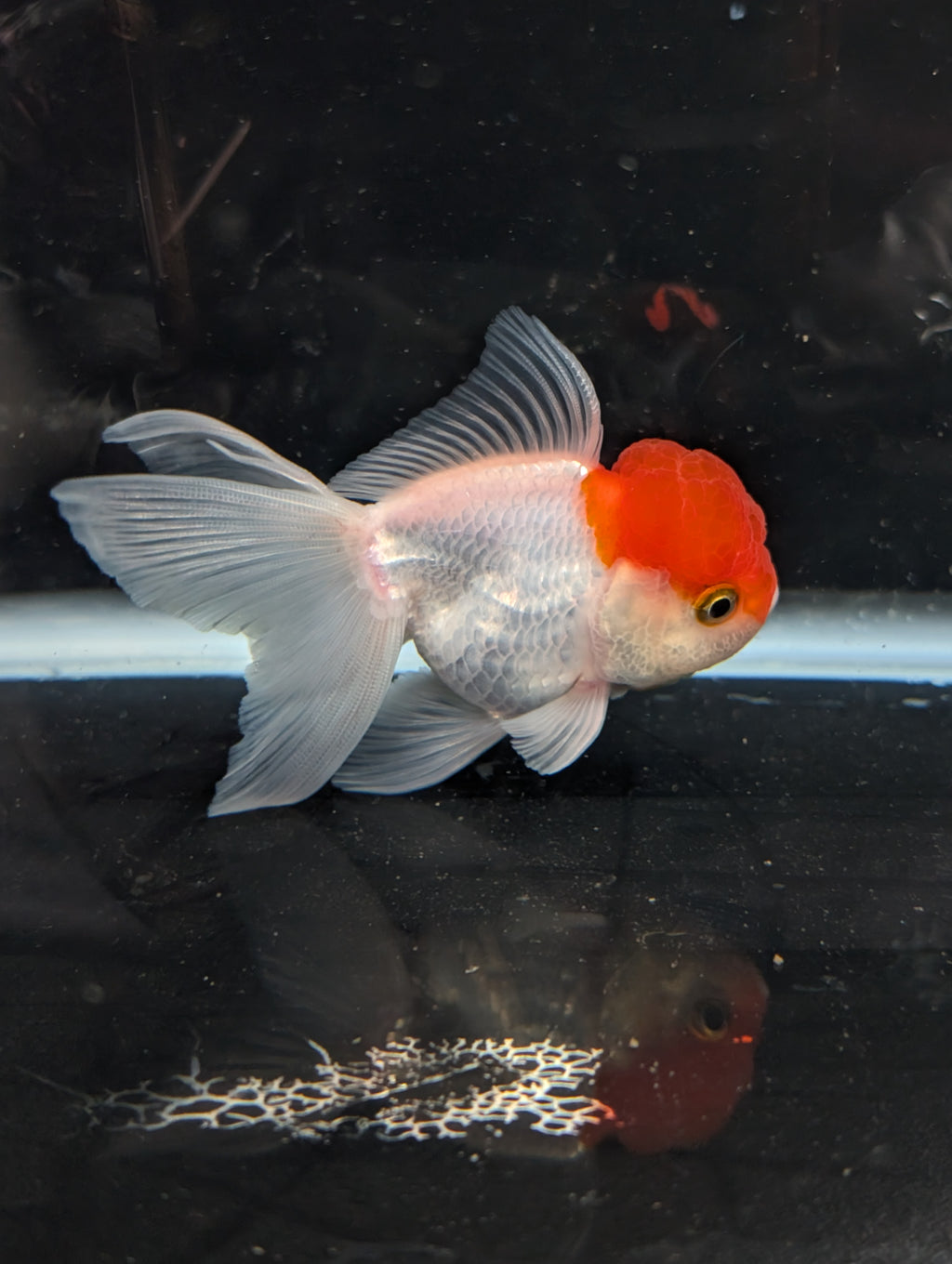TOAD *Boss 415  Juvenile Oranda Red Cap 3.5"-4" in.  ID#410T8A-020