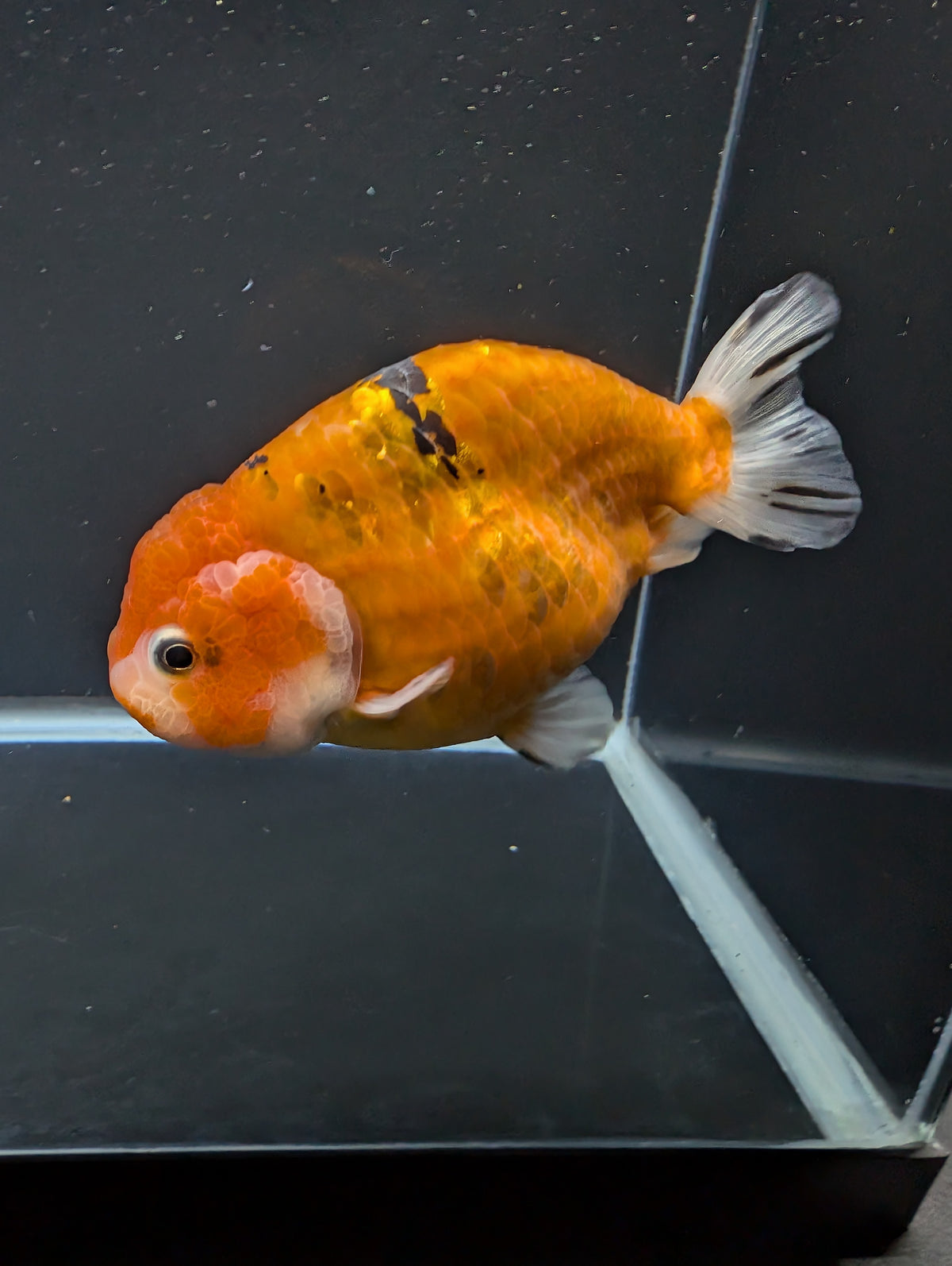 Jumbo Ranchu Calico 4.5"-5" in. ID#904R8A-002