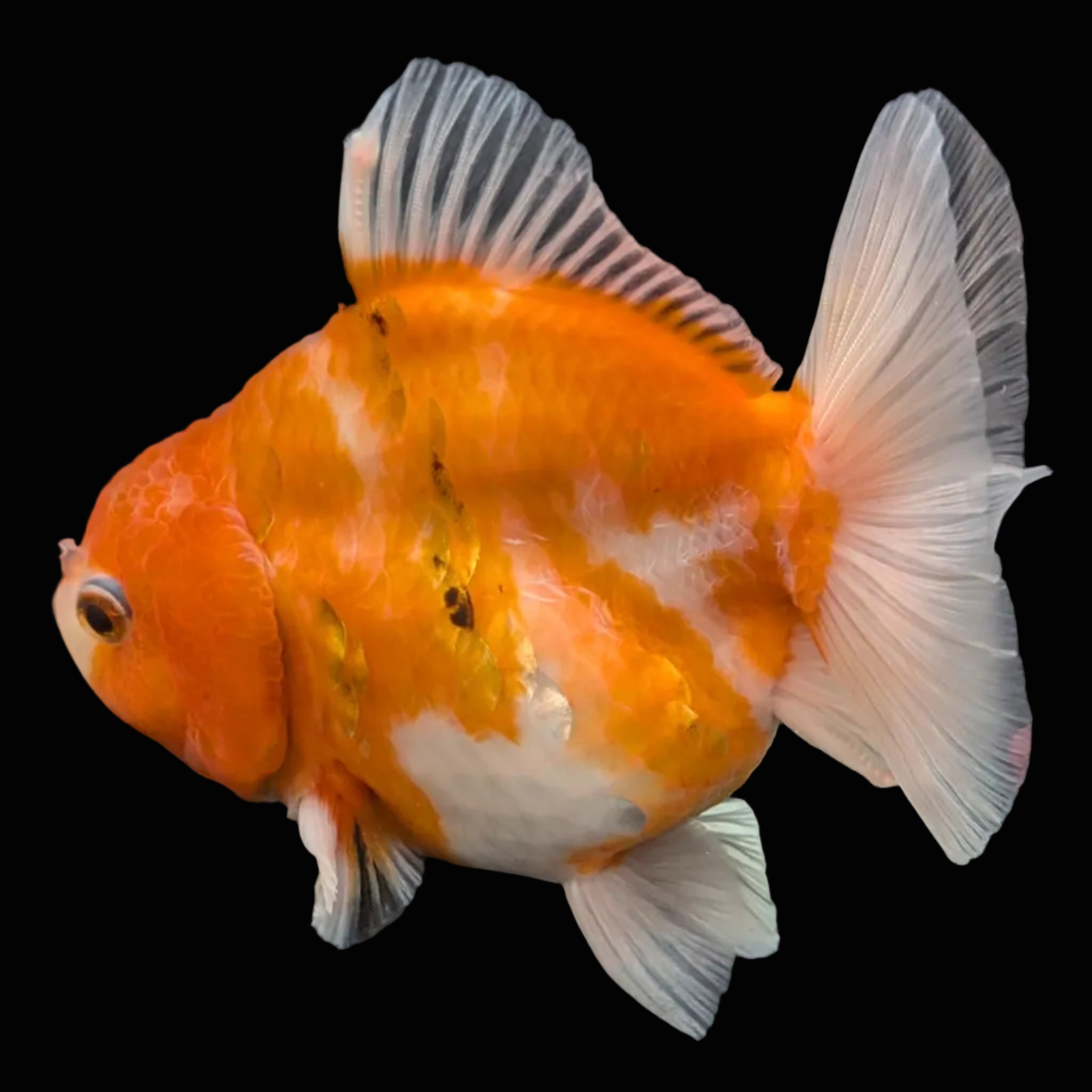 Jumbo Oranda Yuan Bao Sakura   4"-4.5"in. ID#807SB13A-002