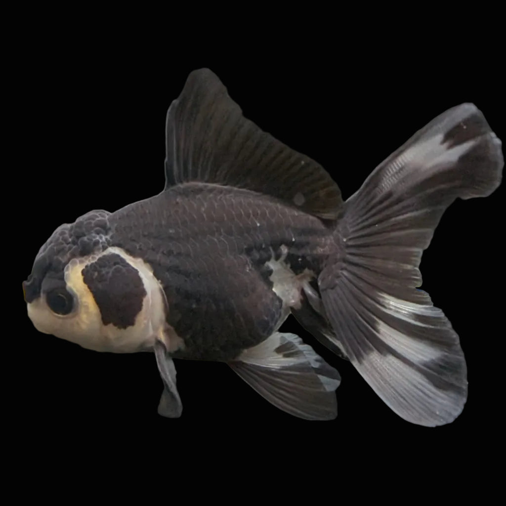 Thai Juvenile Oranda Panda 3.5"-4"in.  ID#731T1A-052