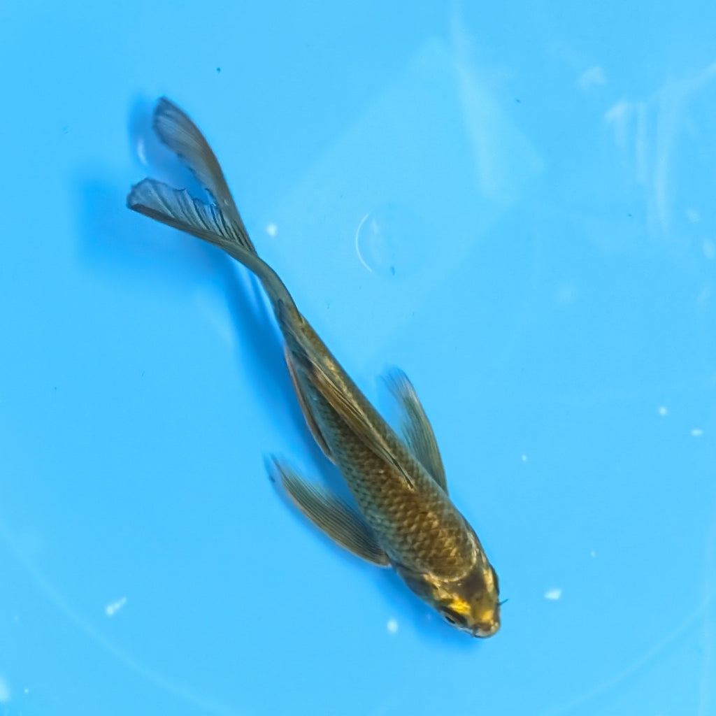 Matsuba Butterfly Koi  6"-7" in. ID#727BFK-010