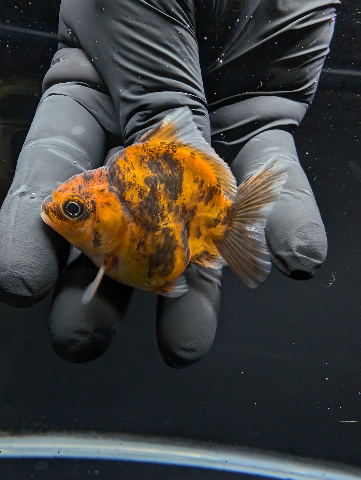 Baby Thai Shogun Oranda Tiger Calico 2"-2.5" in. ID#1016BSG11A-005