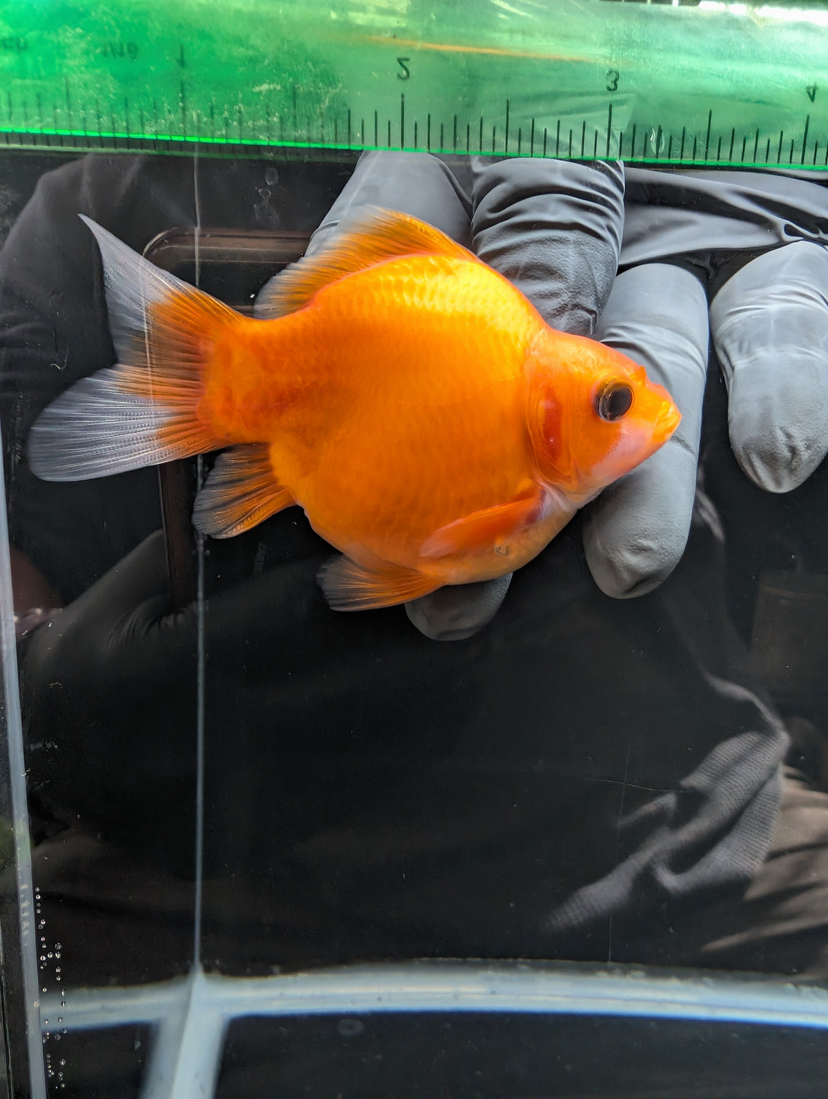 Tamasaba Sakura 3.5"in. ID#1023TM1B-028
