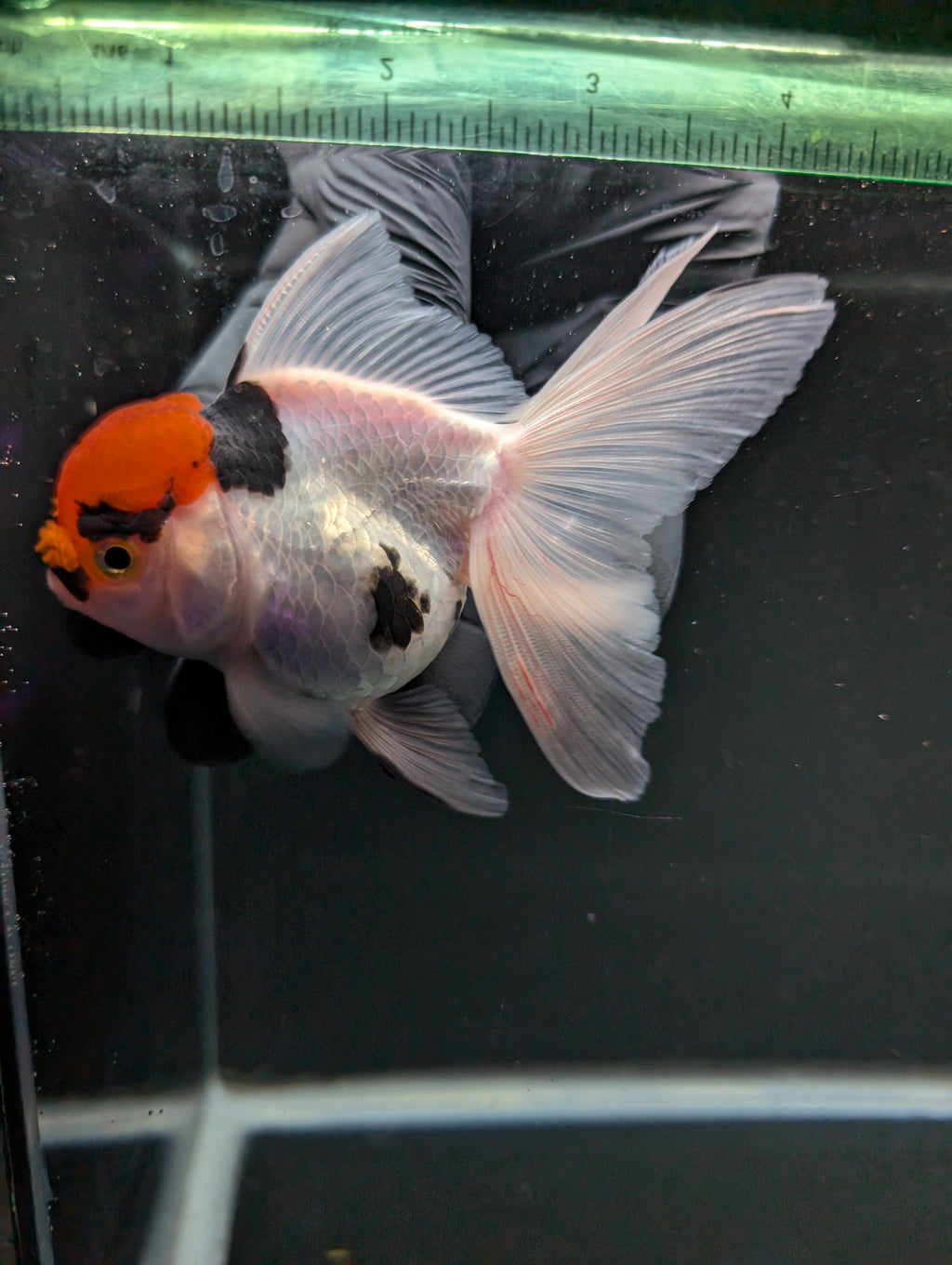 Thai Oranda Tricolor 4"-4.5"in.  ID#1016T1A-006
