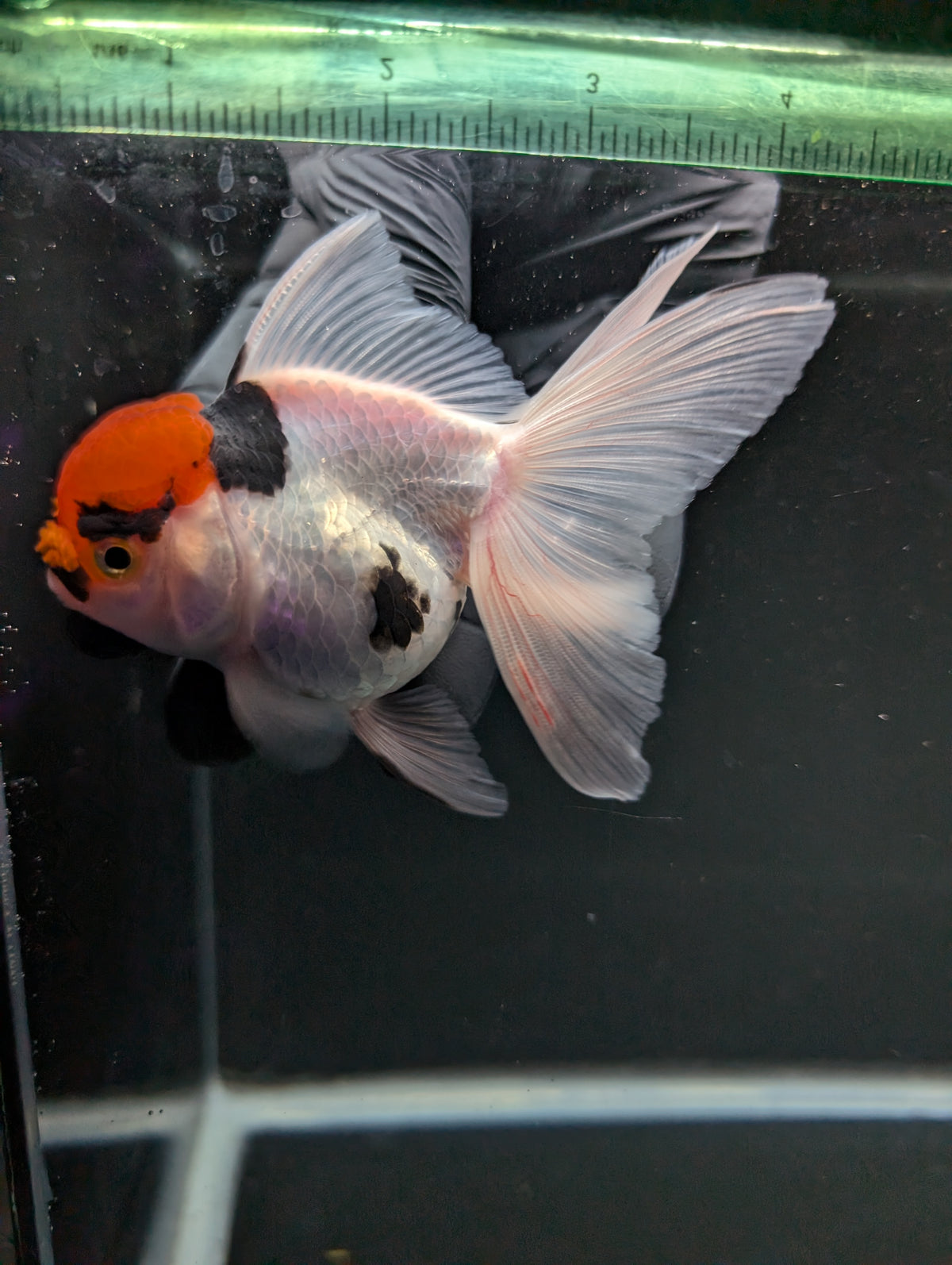 Thai Oranda Tricolor 4"-4.5"in.  ID#1016T1A-006