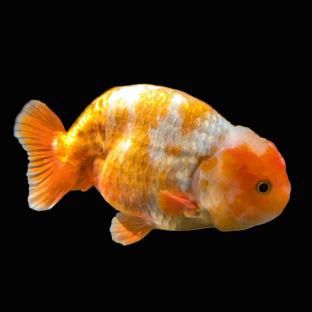 Jumbo Ranchu Sakura 4.5"-5" in. ID#1009R8A-051