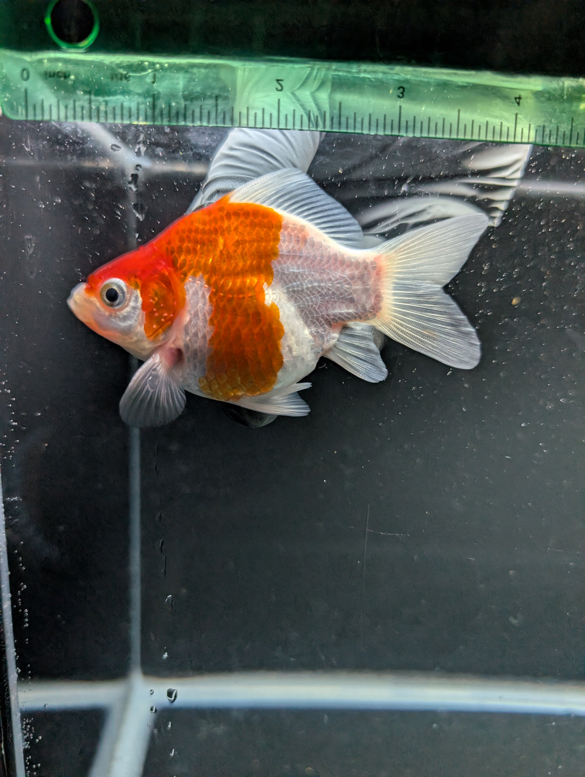 Tamasaba Red White 3"-3.5" in. ID#1009TM1B-008