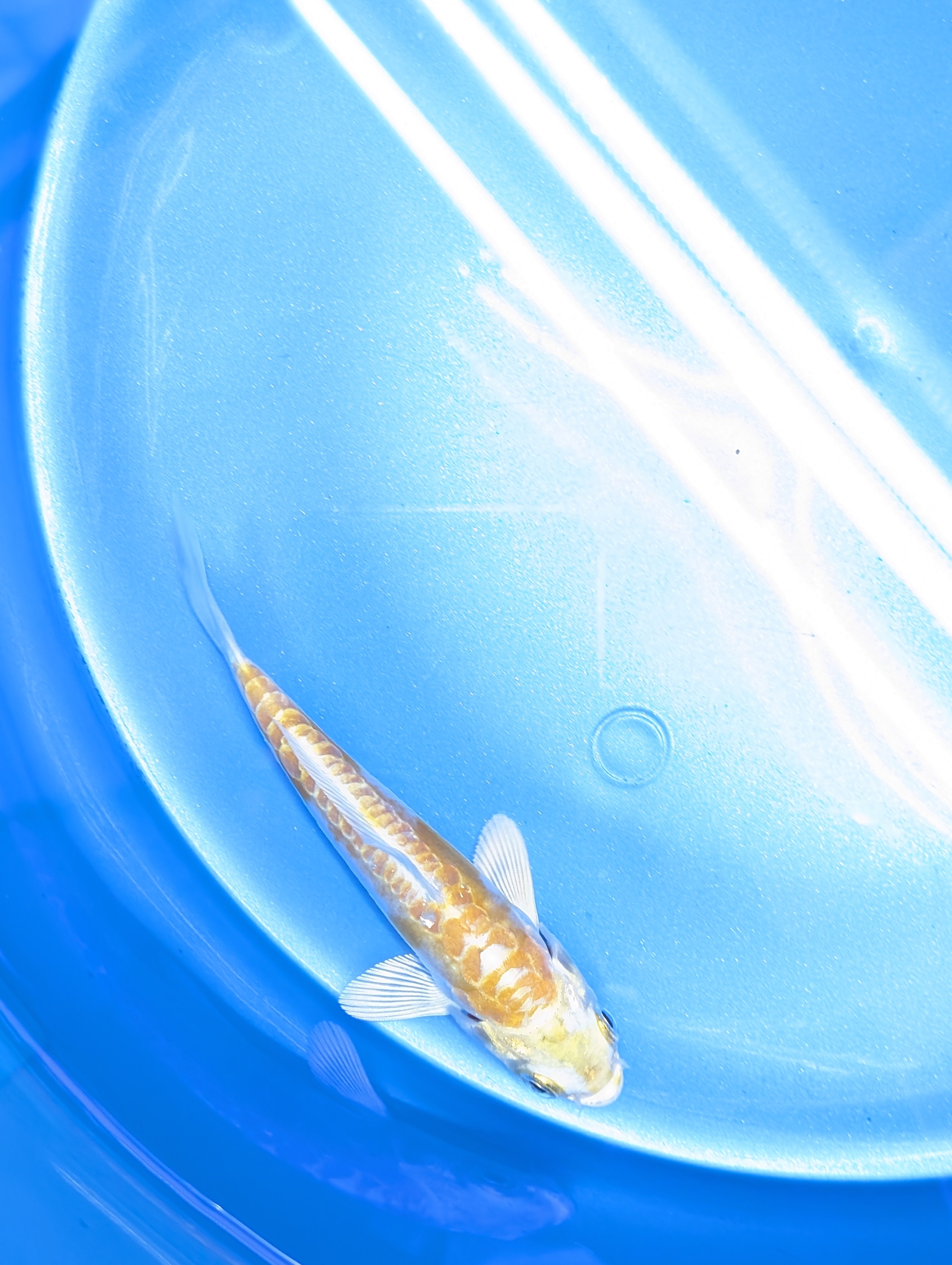 Doitsu Hariwake Koi  4"in. ID#806BFK-017