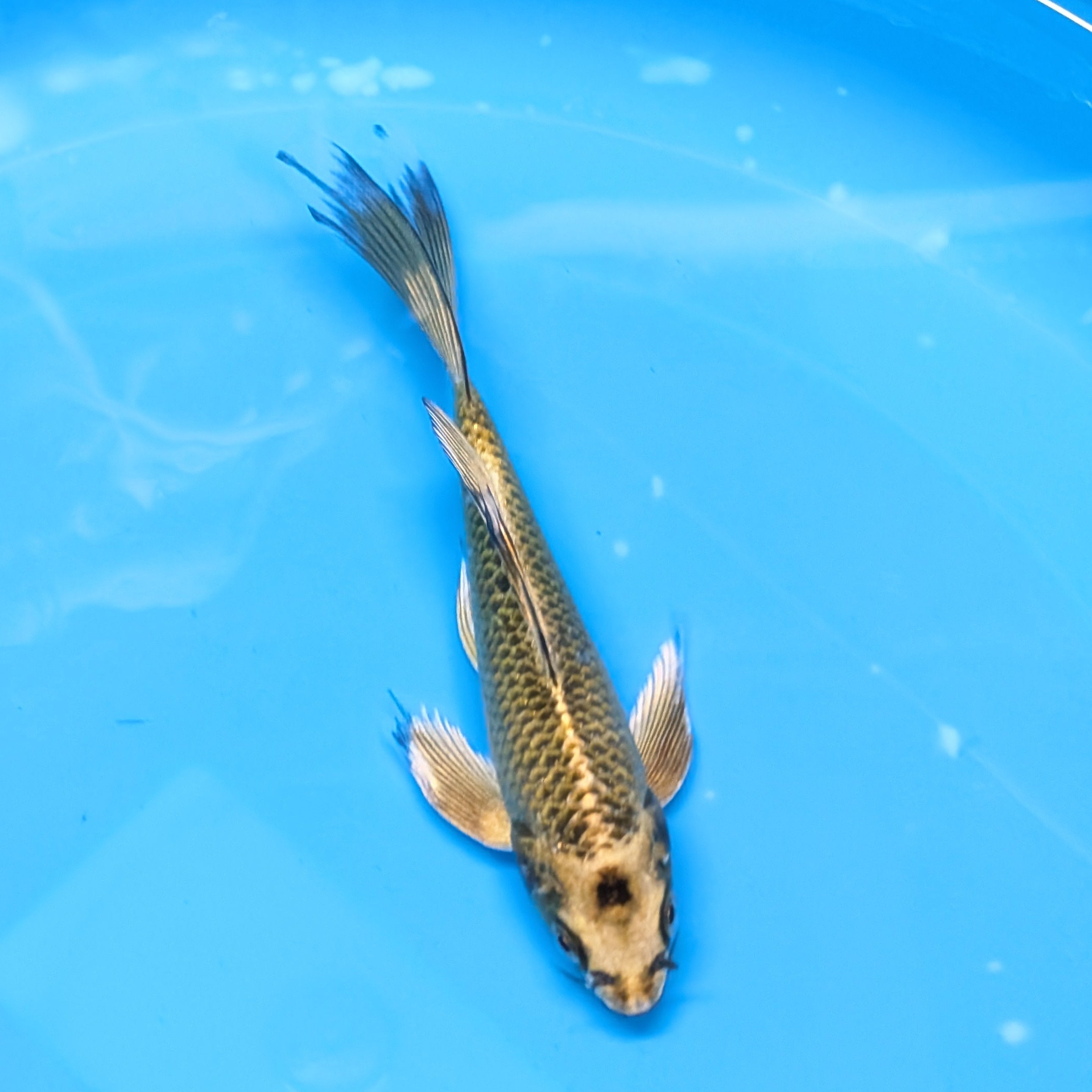 Matsuba Butterfly Koi 6"-7"in. ID#727BFK-009