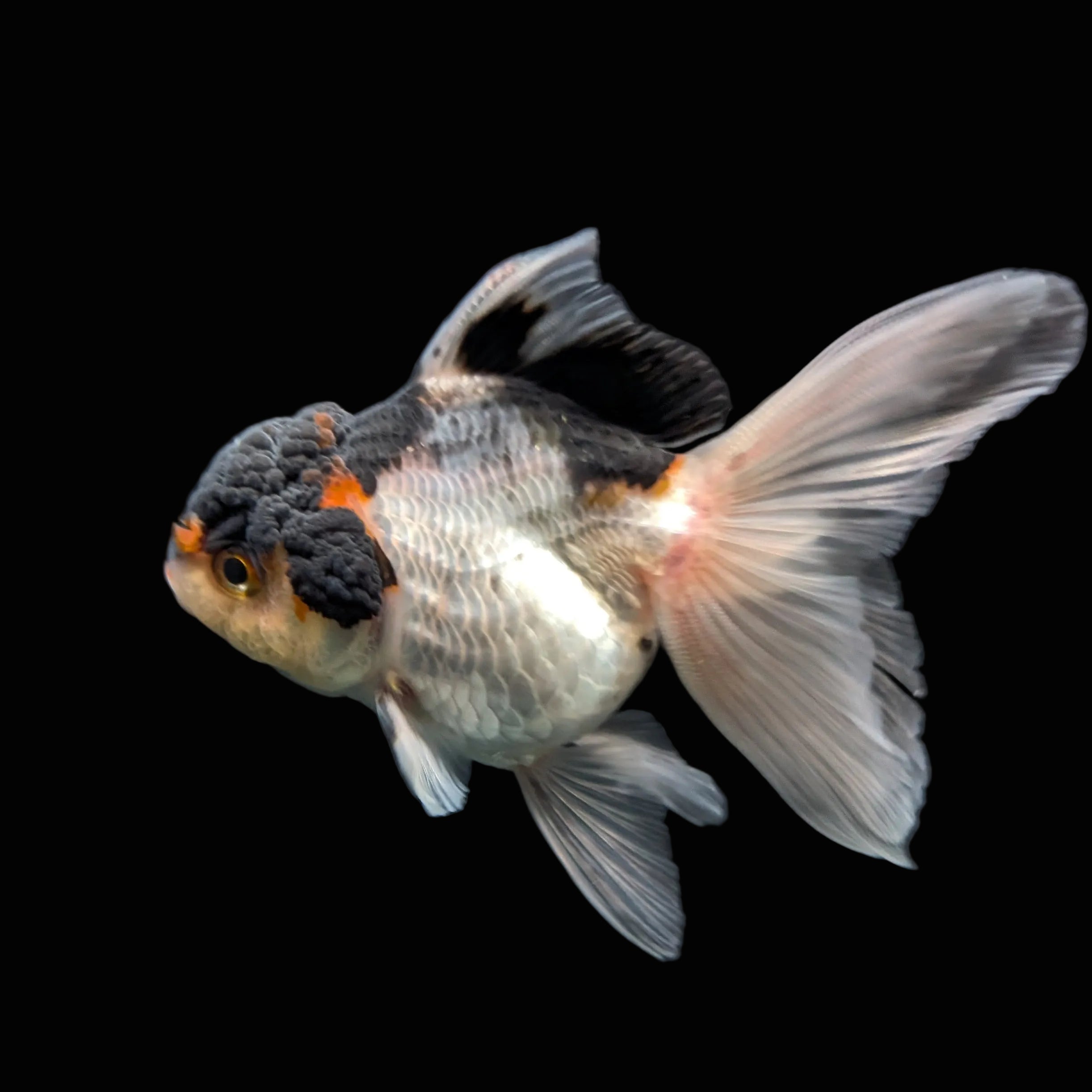 Thai Juvenile Oranda Tricolor 3"-3.5" in.  ID#717T1A-003