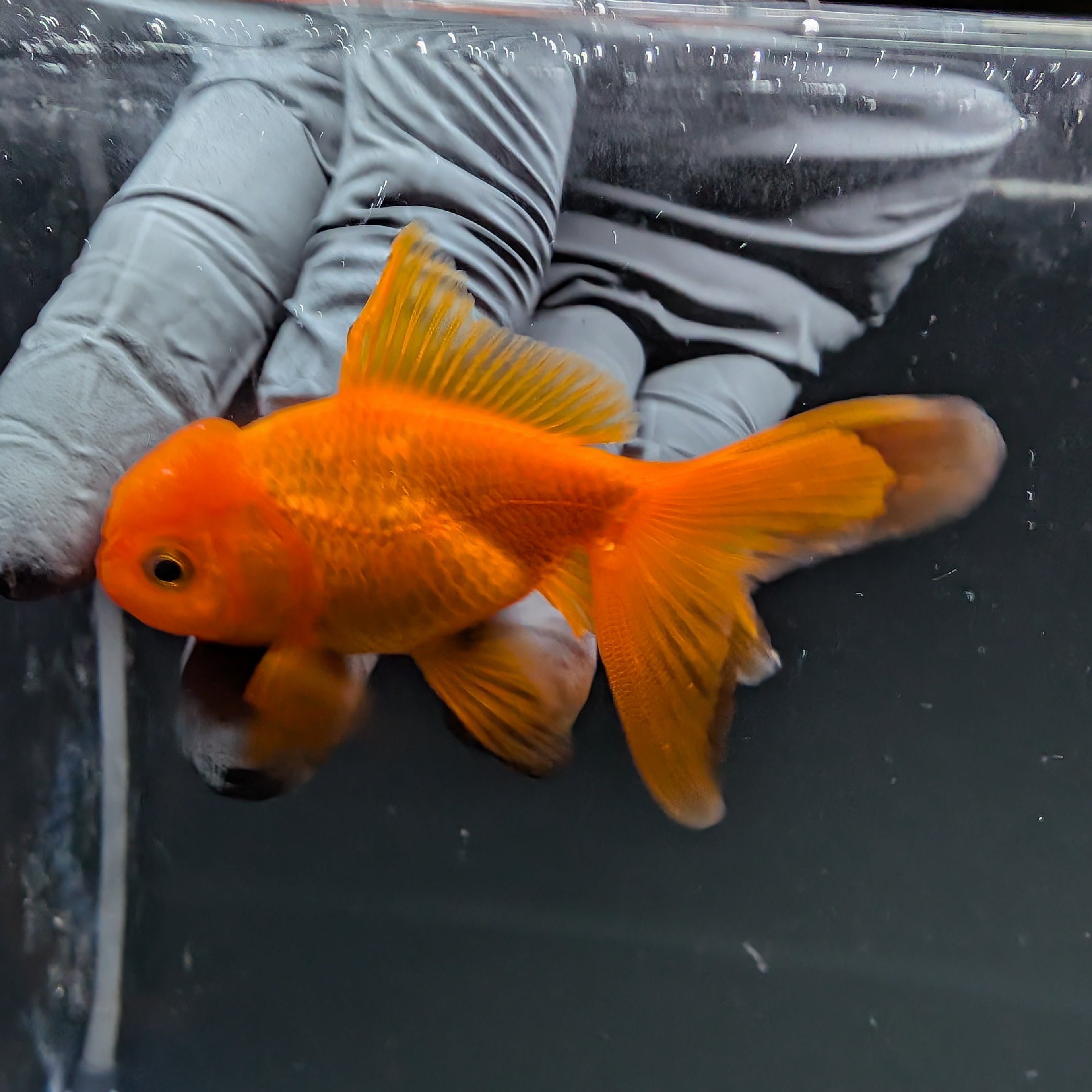 Juvenile Oranda Red Black 3"-3.5"in.  ID#515T2A-010