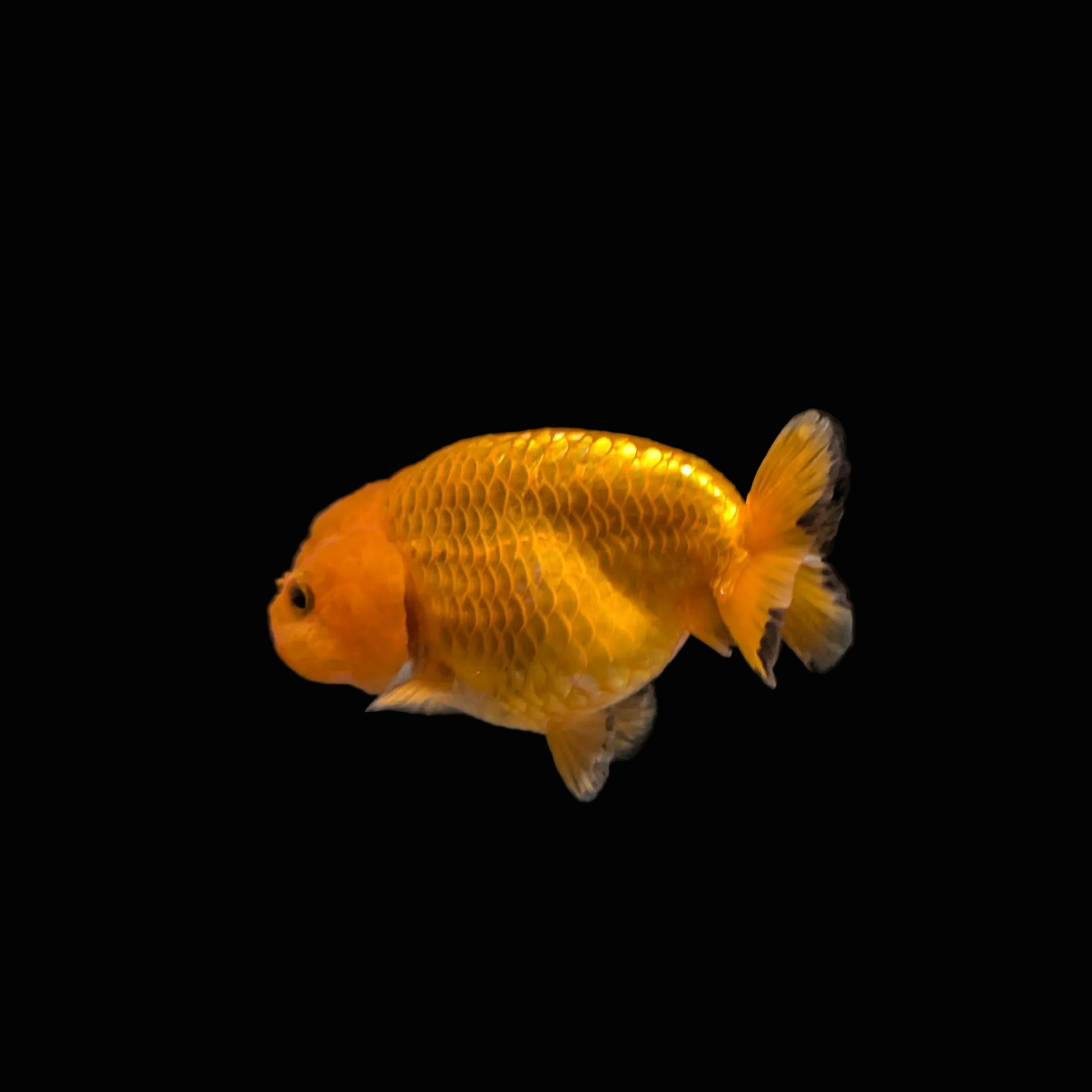Ranchu Red White 3"-3.5" in. ID#3201A-004