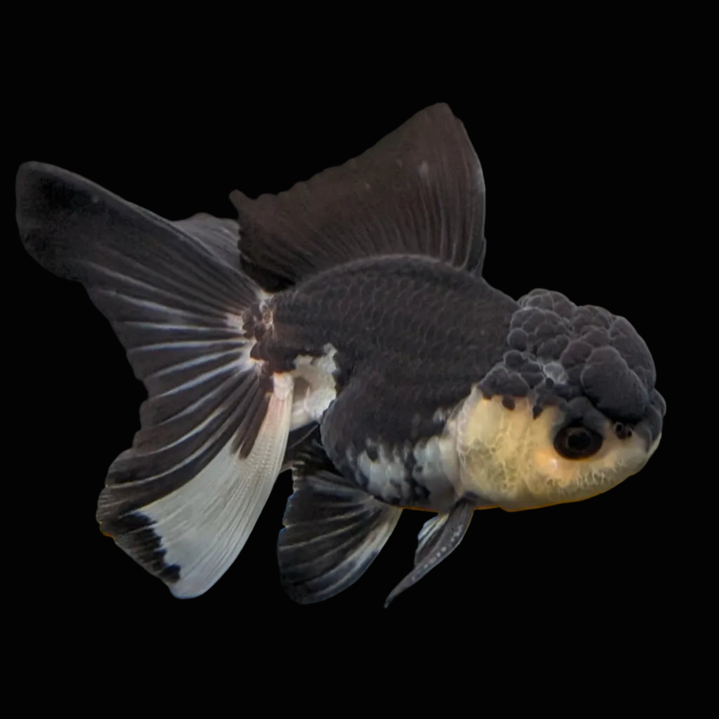 Thai Juvenile Oranda Panda 3.5"-4"in.  ID#731T1A-054