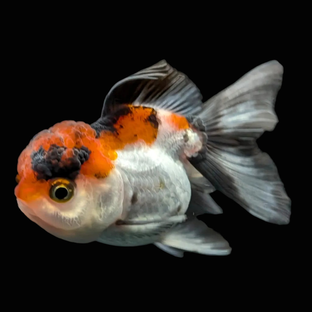 Juvenile Oranda Tricolor 3.5"-4" in.  ID#424T1A-009