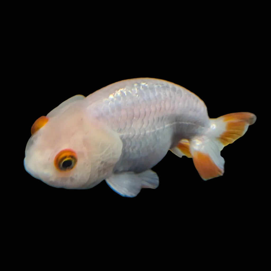 Ranchu Red White 3.5"-4"in. ID#821R4A-052