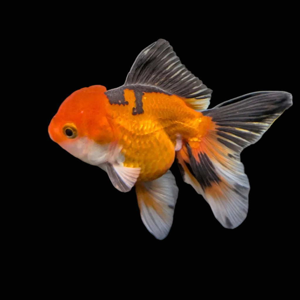 Juvenile Oranda Tricolor 3.5"-4" in.  ID#417T7A-003