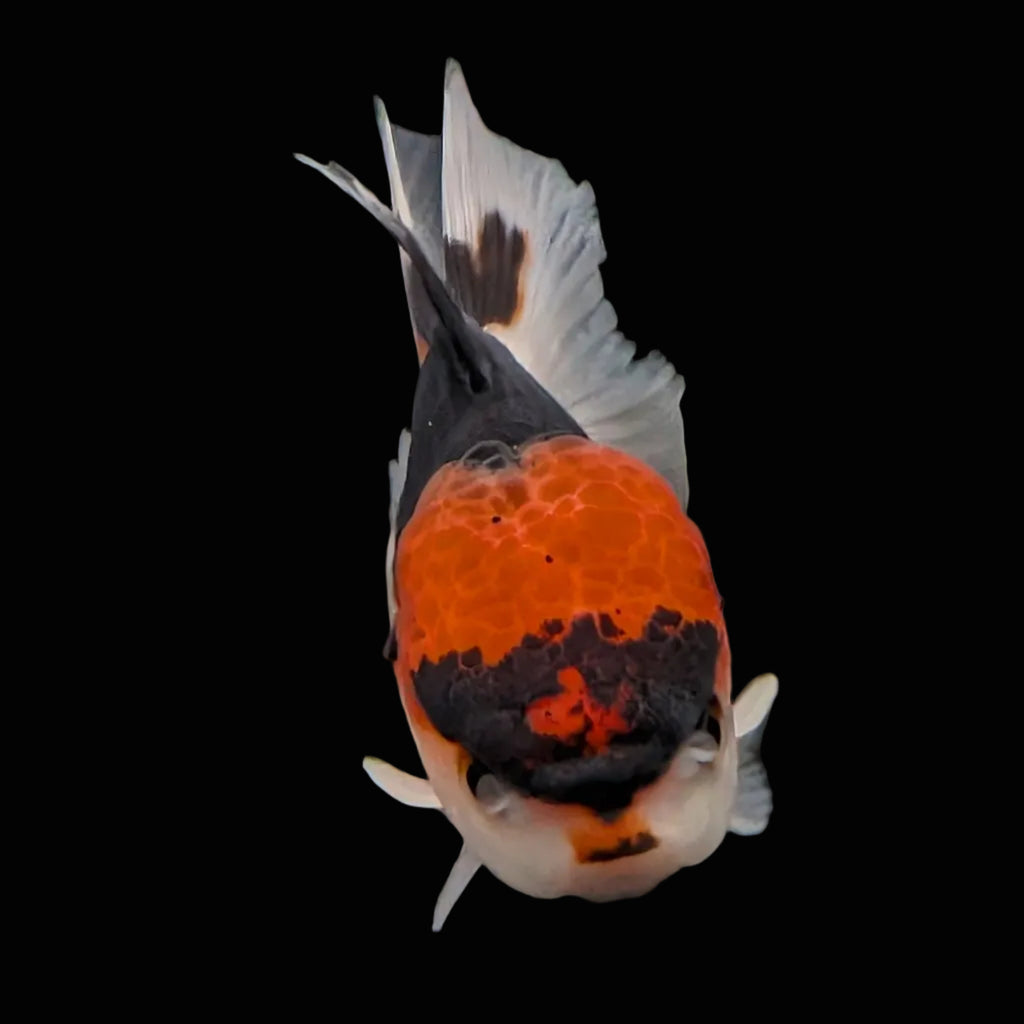 Juvenile Oranda Tricolor 3.5"-4" in.  ID#424T1A-006