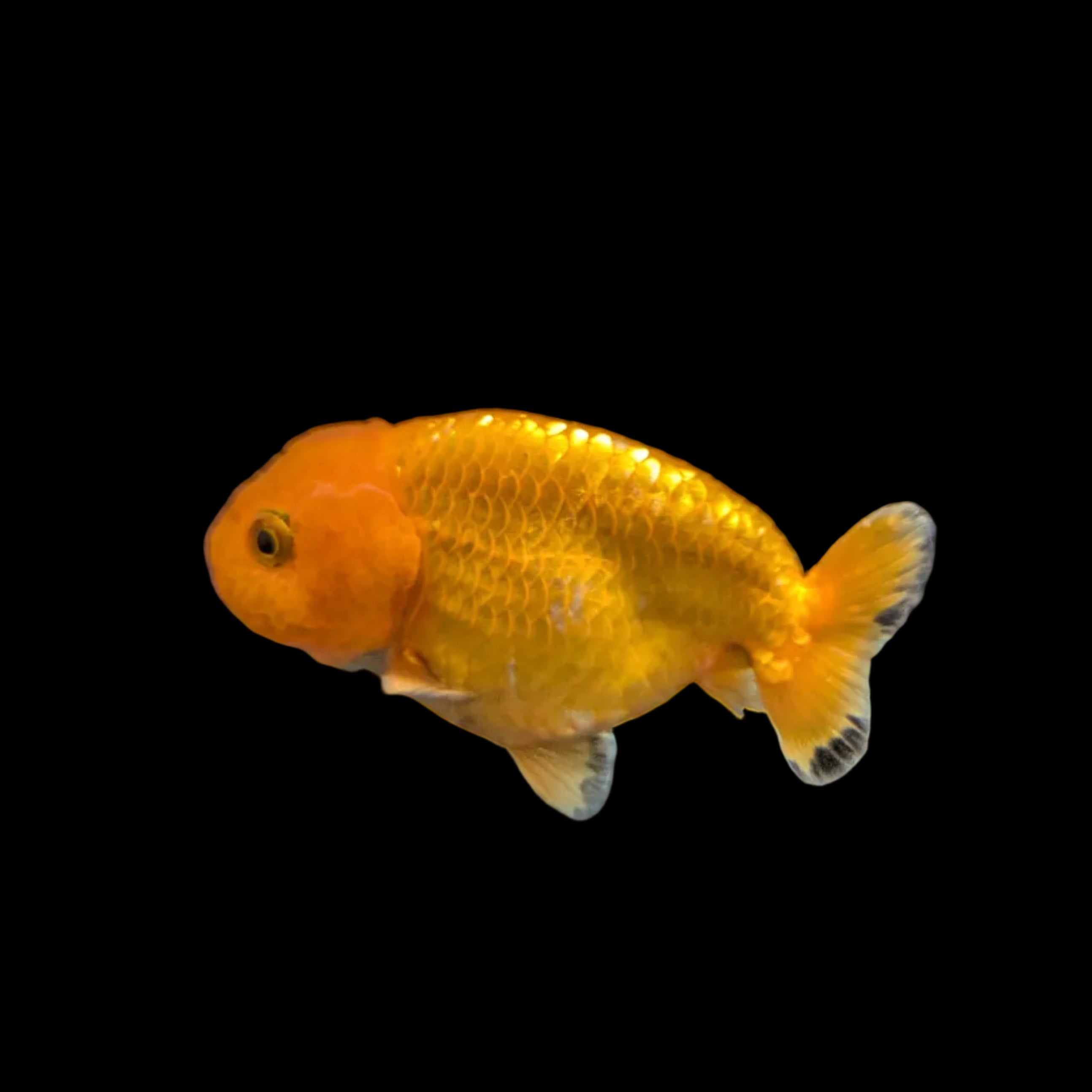 Ranchu Red White 3"-3.5" in. ID#3201A-004