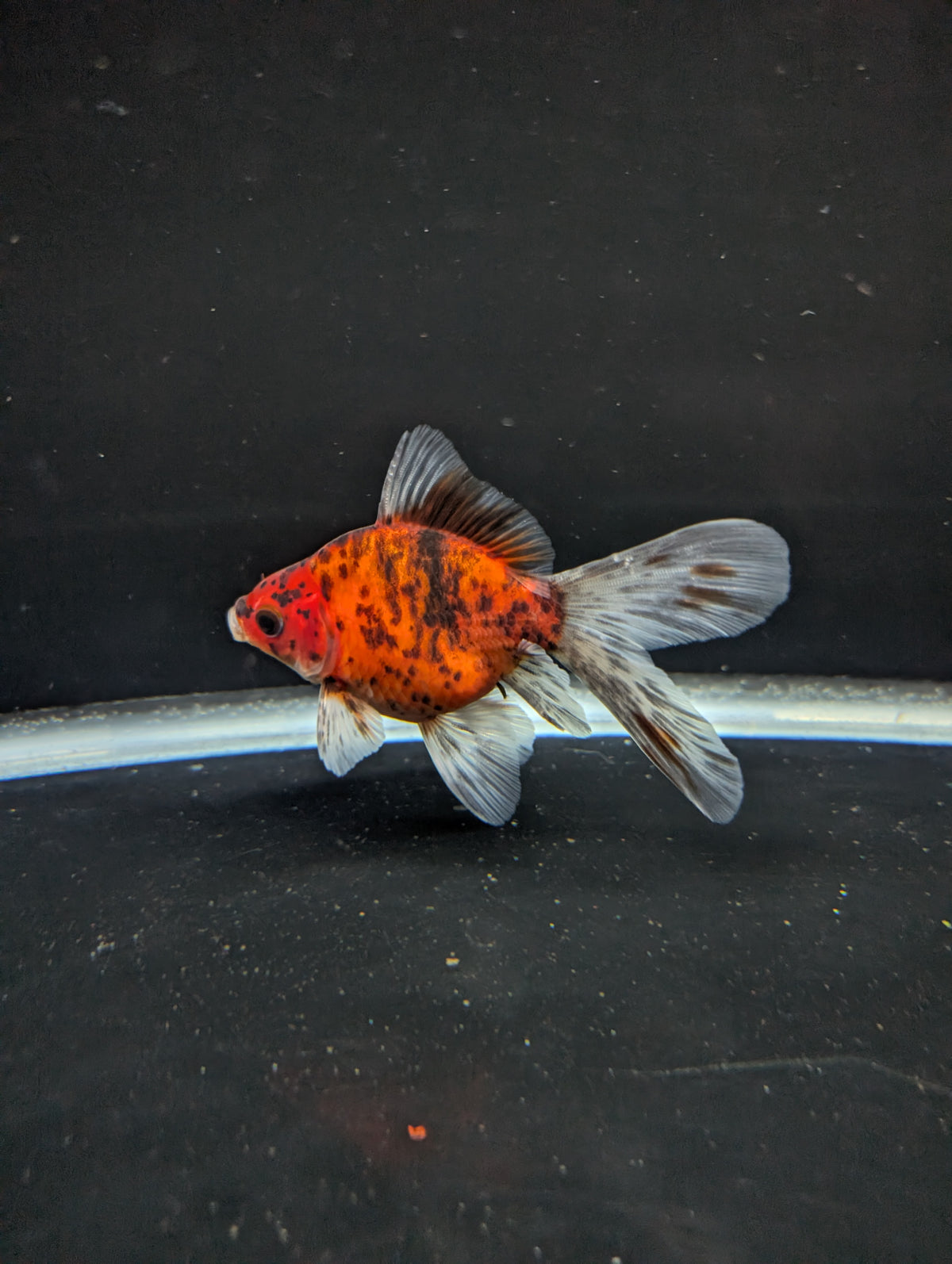 Tamasaba Calico 3"-3.5" in. ID#1009TM1B-010