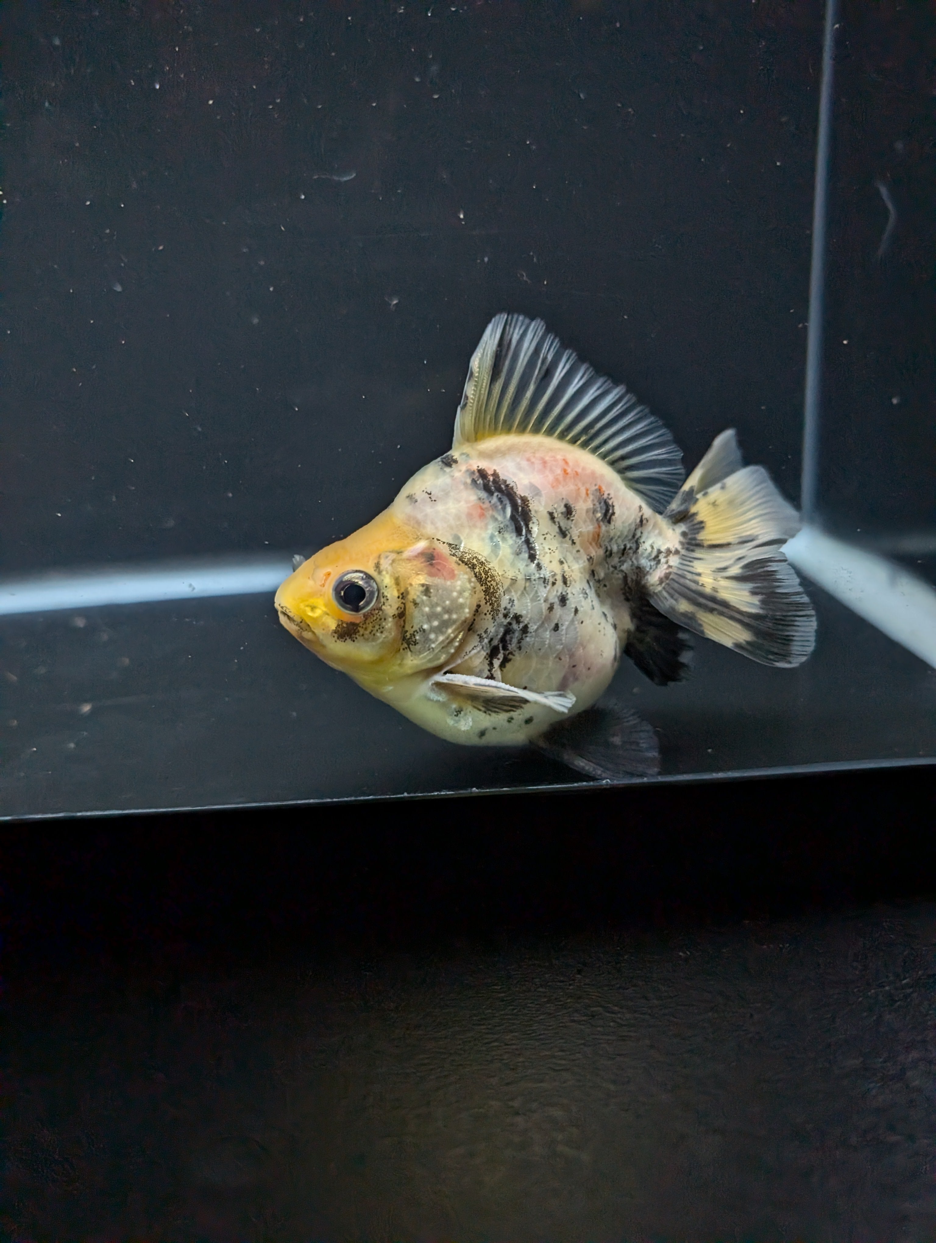 Jumbo Ryukin Short Tail White Tiger Calico 4"-4.5" in. ID#5015B-012