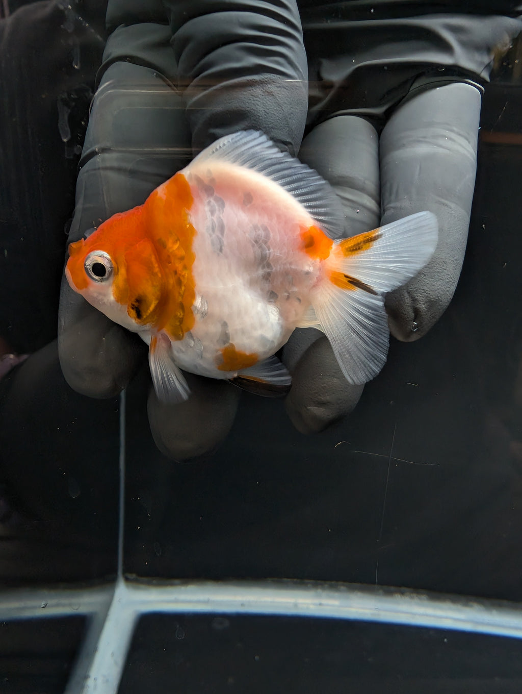 Baby Thai Shogun Oranda Sakura 2"-2.5" in. ID#1023BSG11A-022