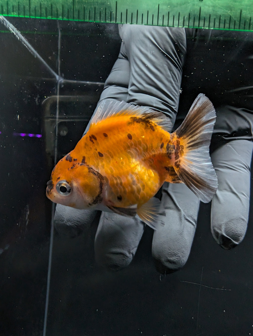 Baby Thai Shogun Oranda Calico 2"-2.5" in. ID#1016BSG11A-007