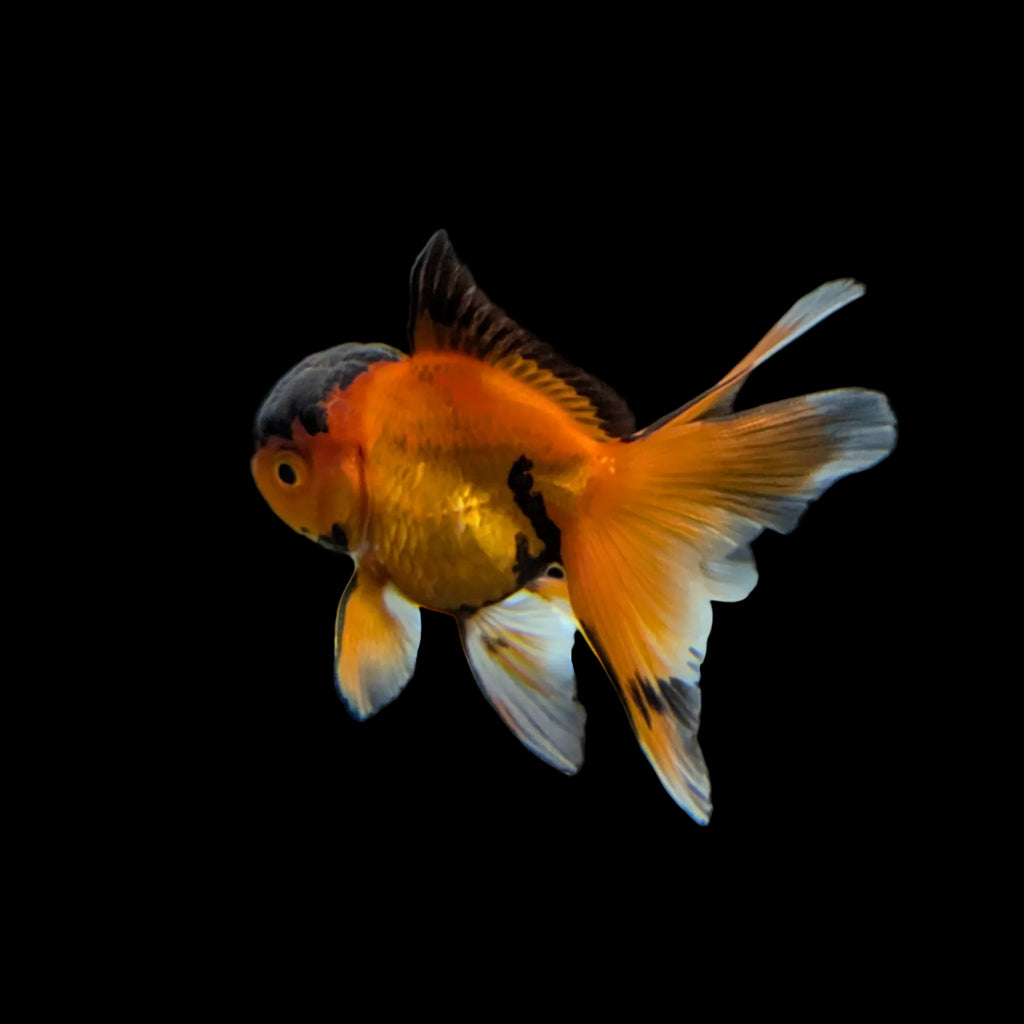 Juvenile Oranda Tricolor 3.5"-4" in.  ID#320T13b-016