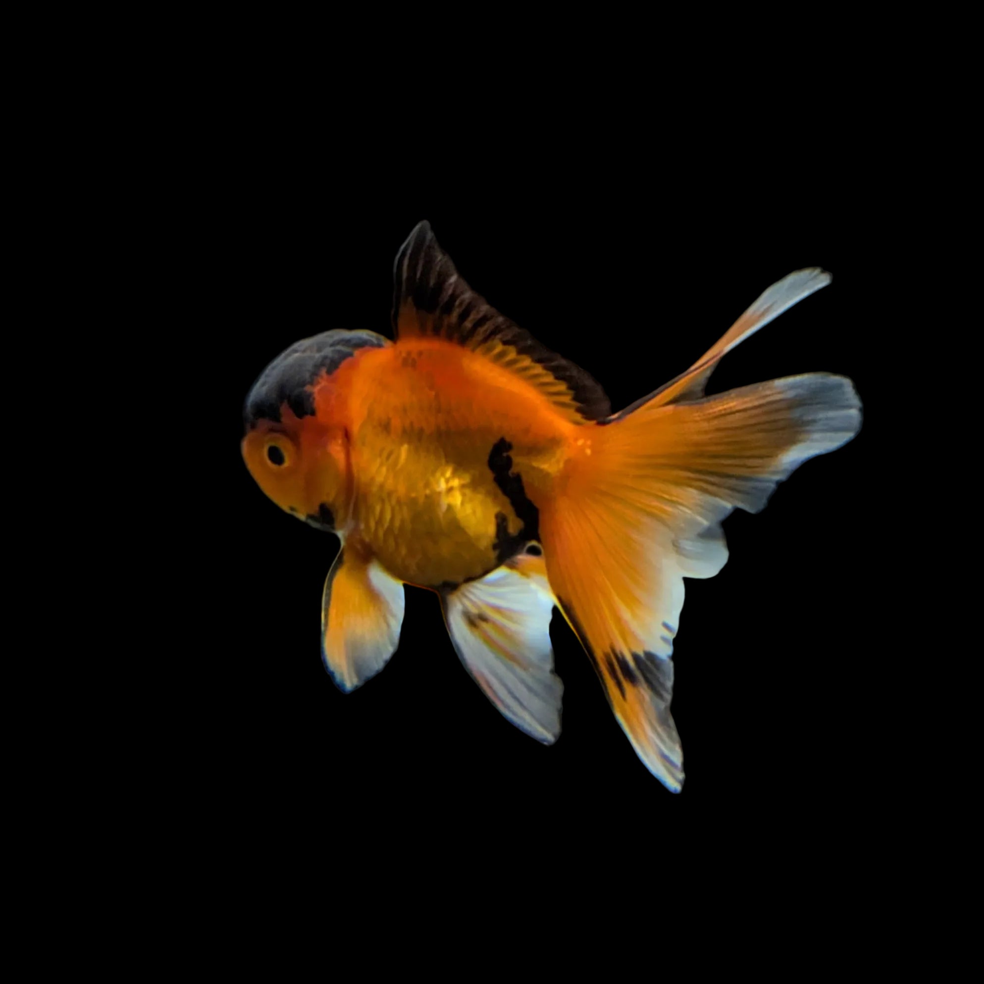 Juvenile Oranda Tricolor 3.5"-4" in.  ID#320T13b-016