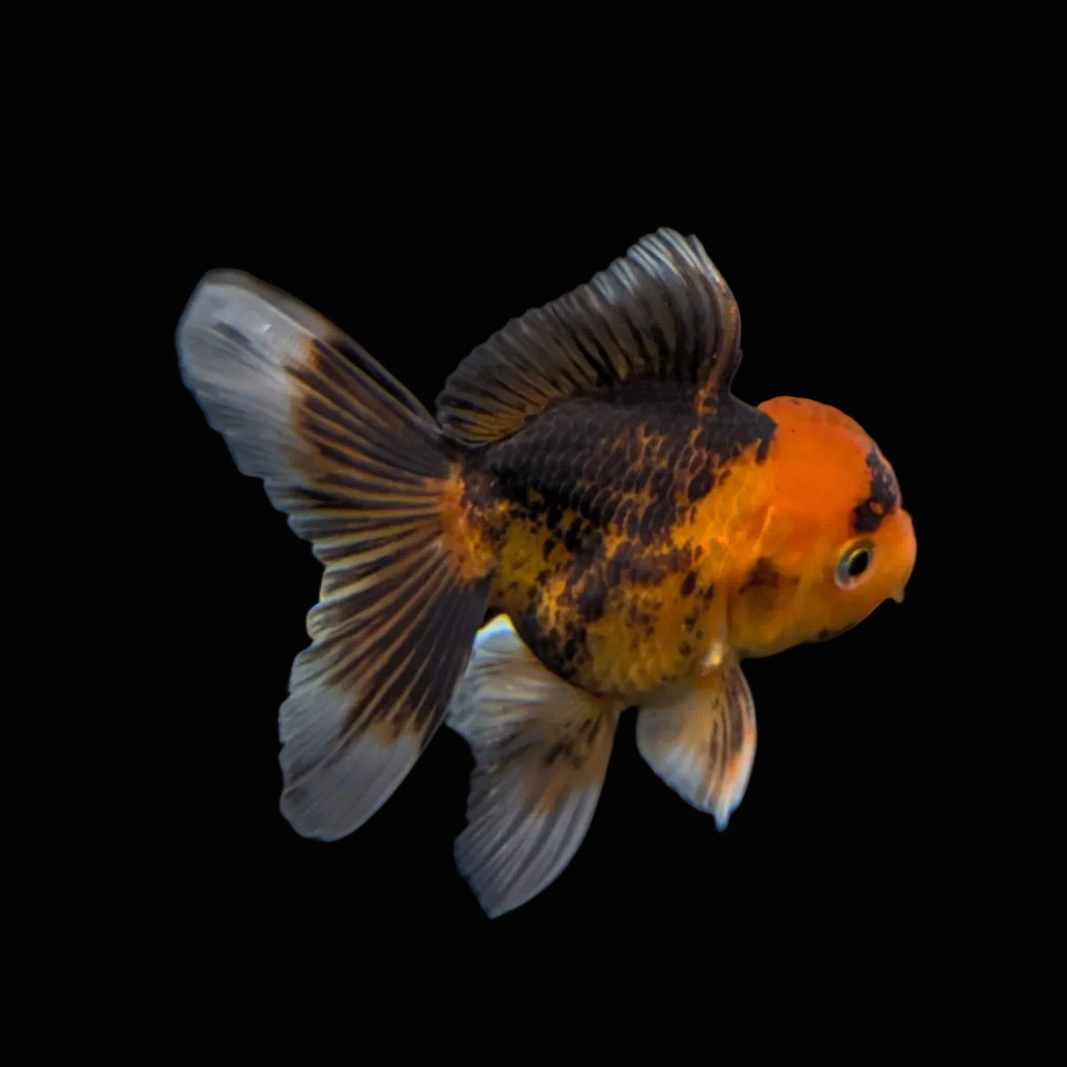 Juvenile Oranda Tricolor 3.5"-4" in.  ID#320T13b-018