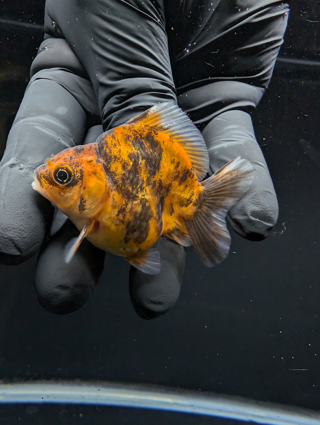 Baby Thai Shogun Oranda Tiger Calico 2"-2.5" in. ID#1016BSG11A-005
