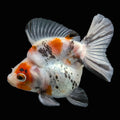 Jumbo Ryukin Short Tail Kirin Calico 4"-4.5" in. ID#4245B-001