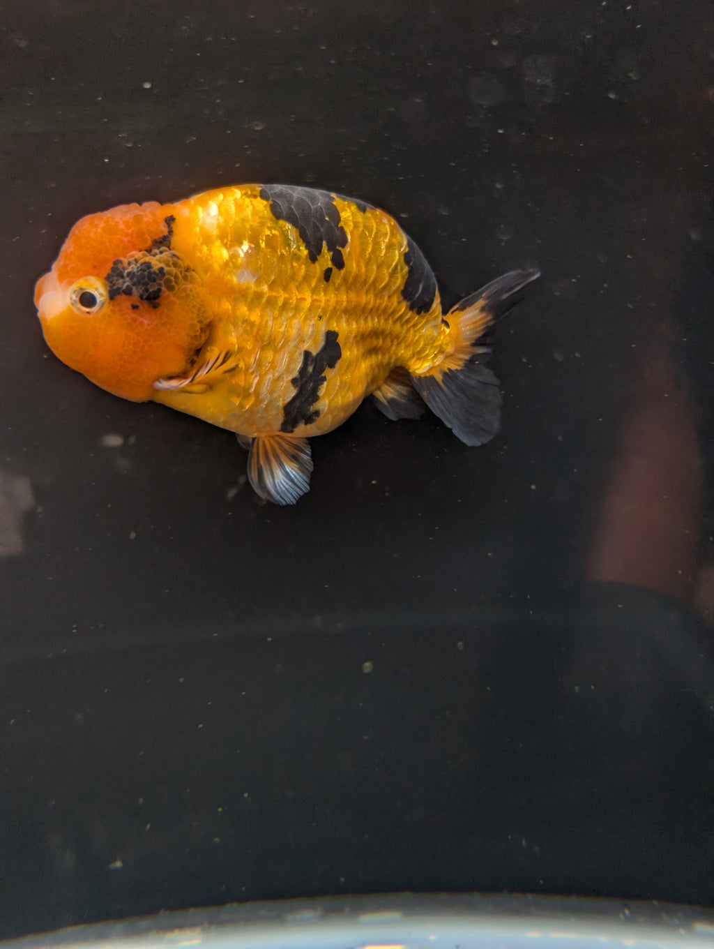Jumbo Ranchu Calico 4.5"-5" in. ID#821R8A-034