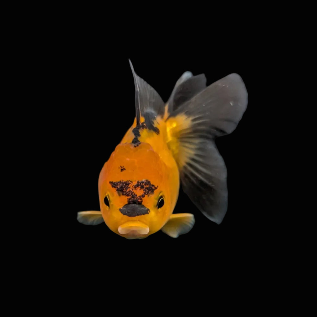 Juvenile Oranda Tricolor 3.5"-4" in.  ID#417T7A-014