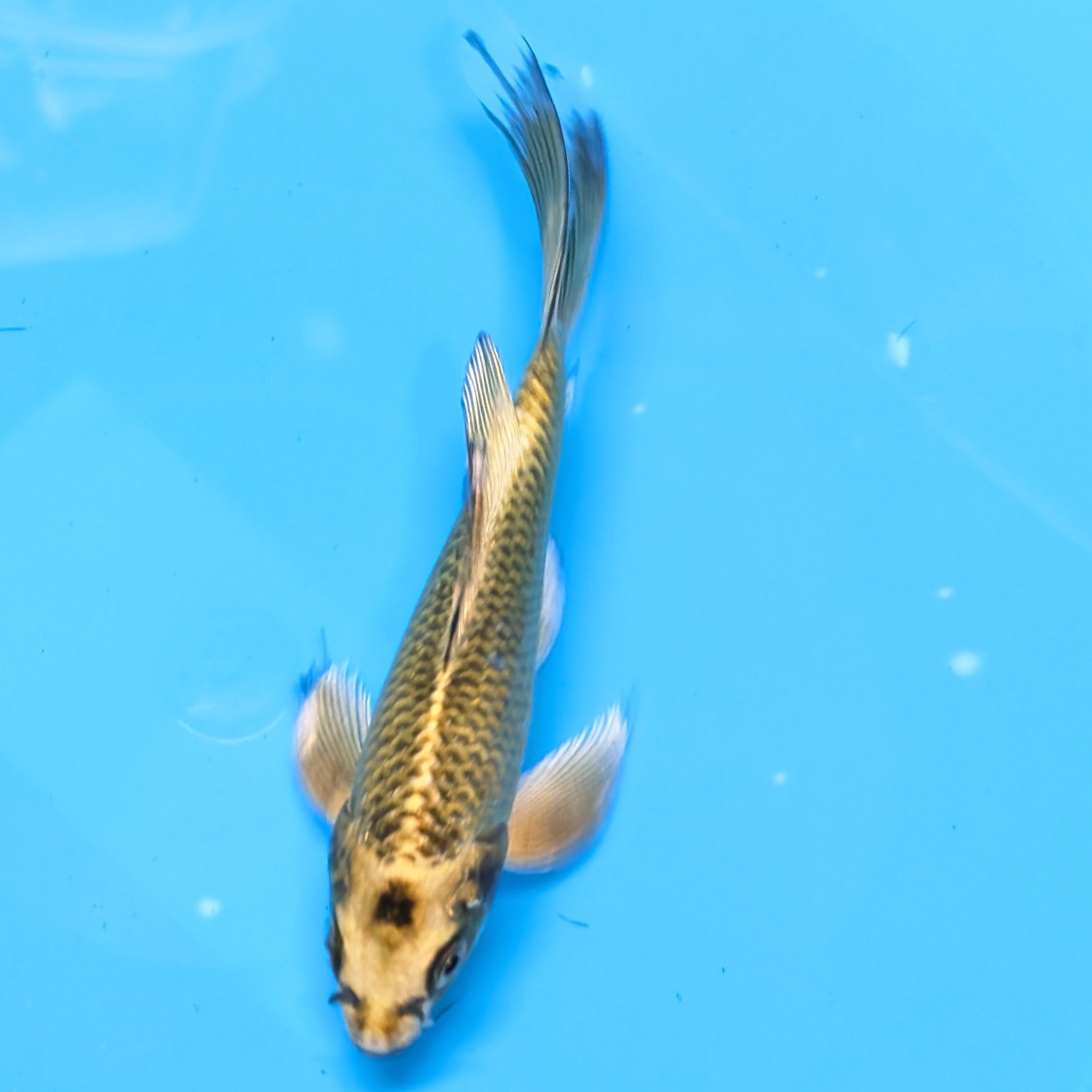 Matsuba Butterfly Koi 6"-7"in. ID#727BFK-009